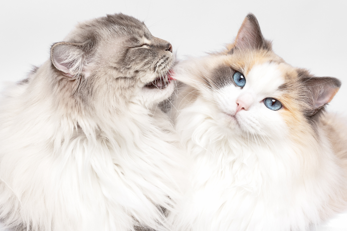 Two Ragdolls Fluffy Ragdoll Cats’ ‘Cloud Fight’ Looks Like a Dreamy Pillow Battle ...