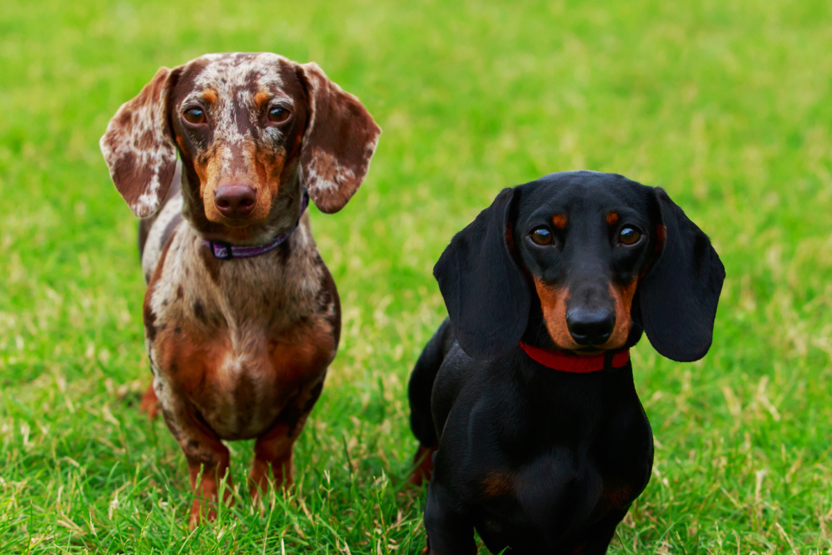 Mini Dachshunds Curled up in a Sun Spot Like Cats Is Too Cute - Paw Nation