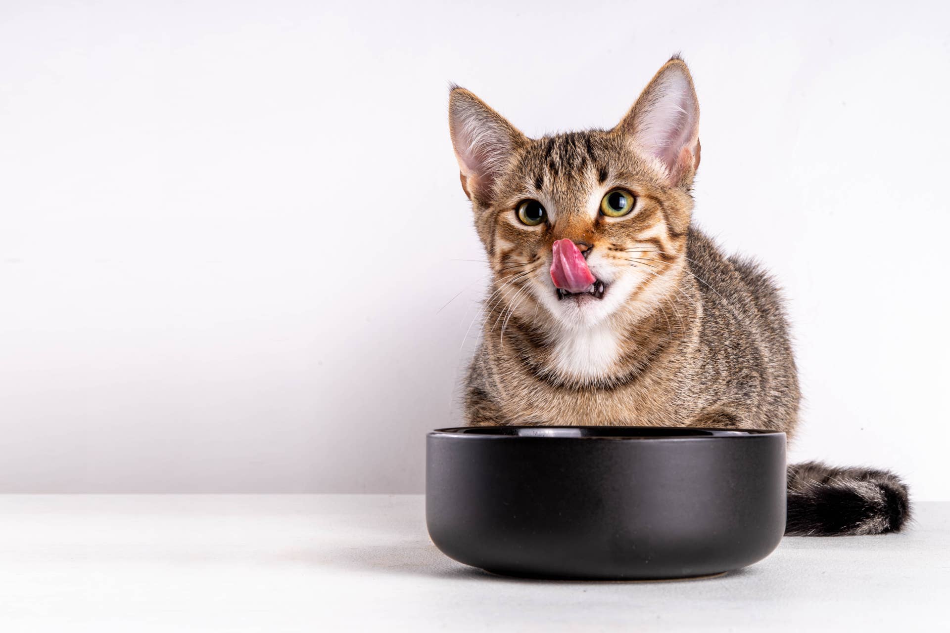 Cat Parents Love This Healthy, Money-Saving Wet Food Recipe - Paw Nation