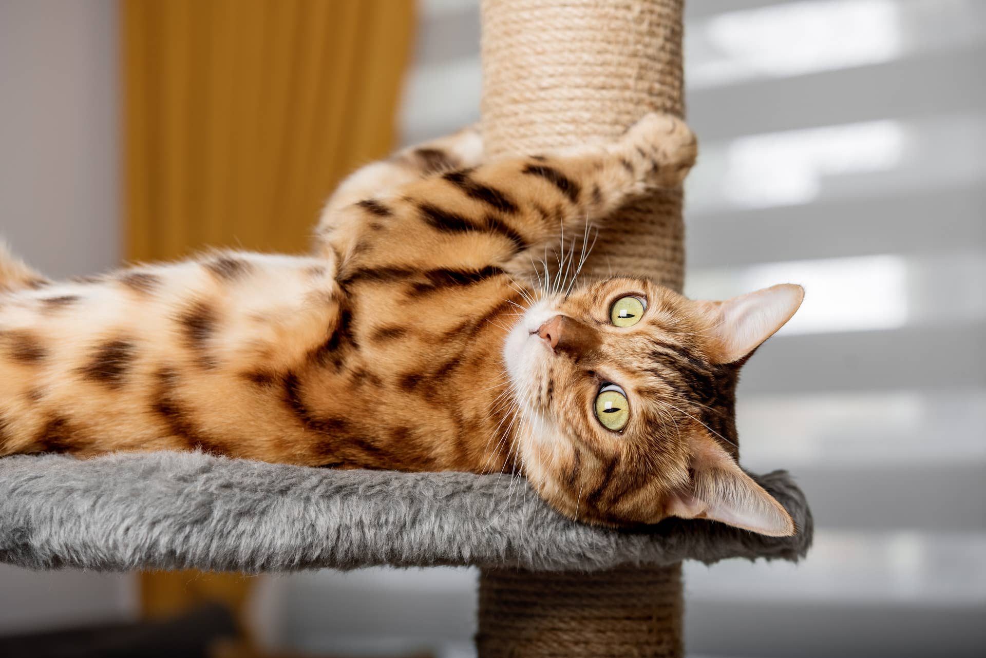 Bengal Cat Shows off Seriously Impressive Fetch Skills - PawNation