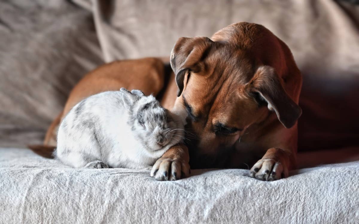 Pet Rabbit Thinks He’s a Dog and Is Accepted as One of the Pack - Paw ...