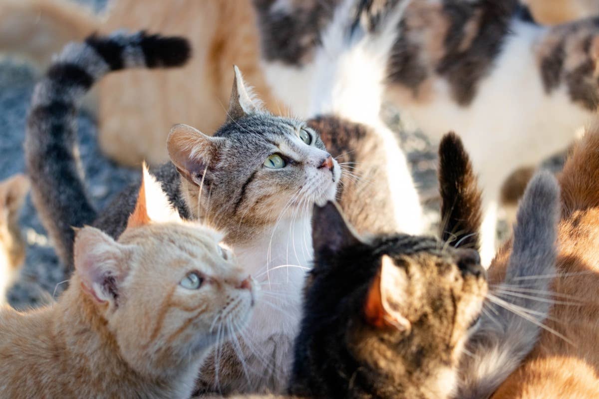 Cat Entourage Woman Goes To Check the Mail and an Entire Cat Entourage Follows - Paw ...