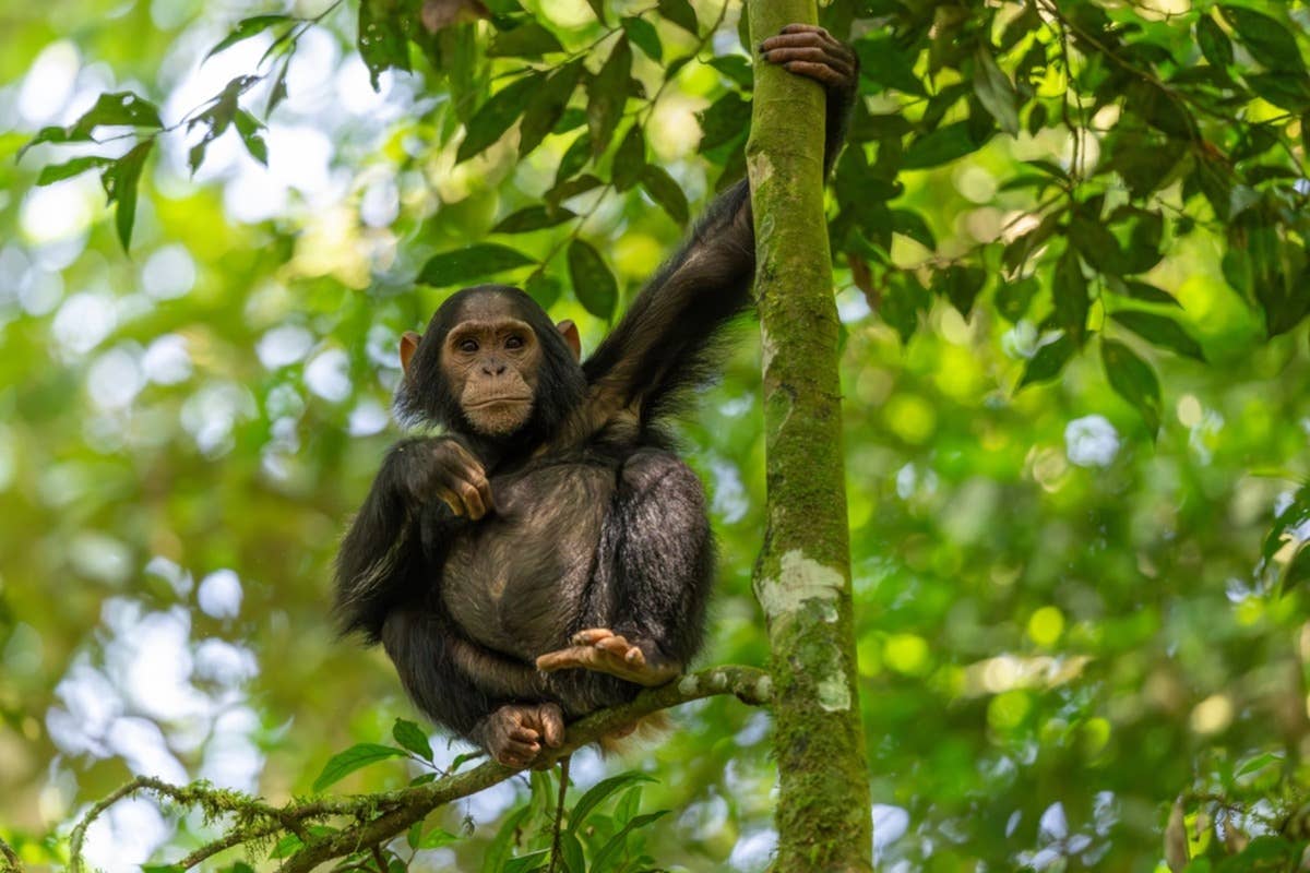 Zoo Visitor Captures Heartwarming Moment Nursing Chimpanzee Notices Her ...