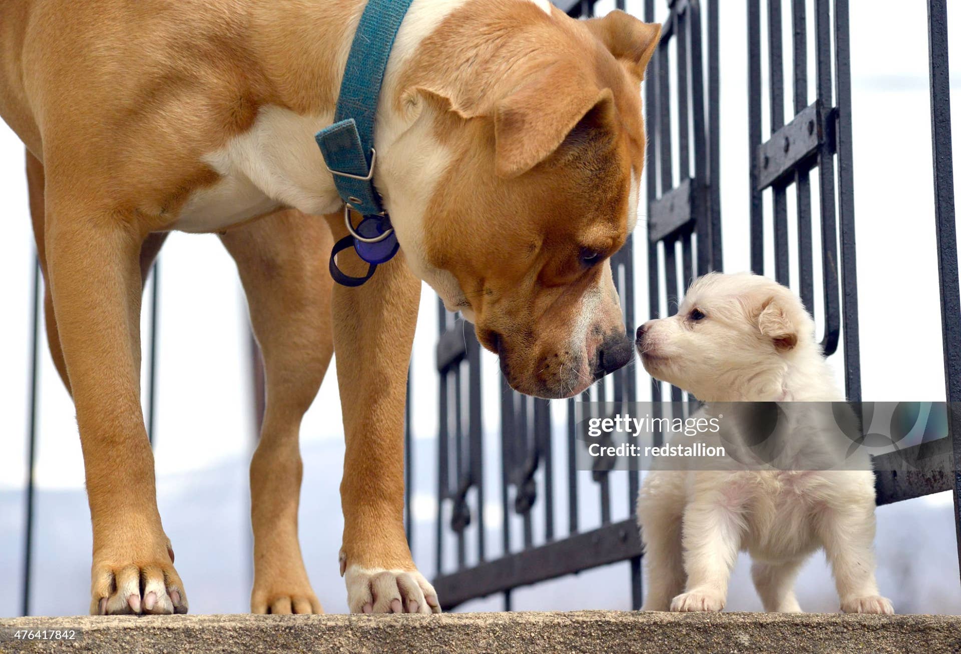 Rottweiler Meets Pit Bull Puppy in Wholesome Video - Paw Nation