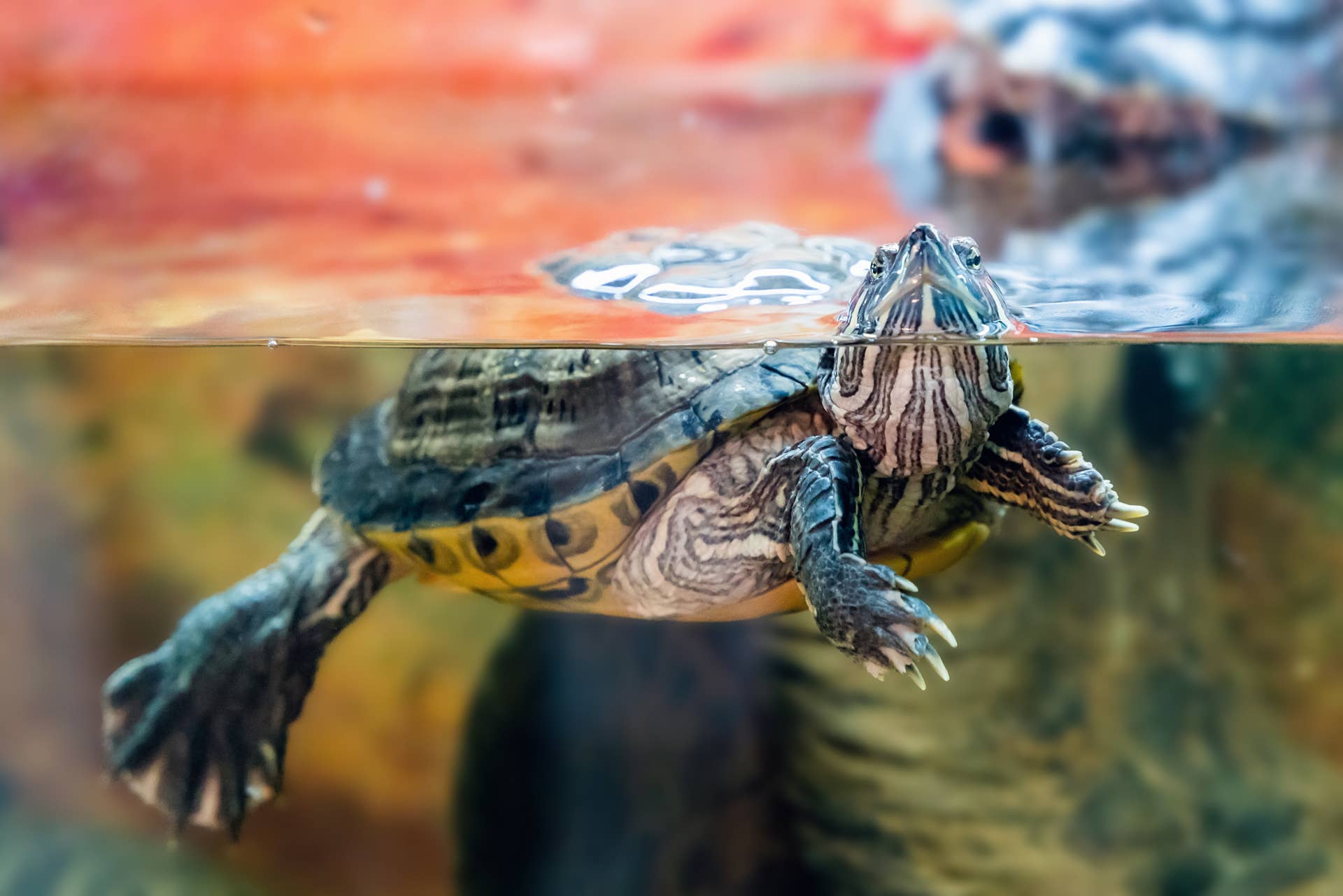 What's the Best Turtle Enrichment? These Toys Win - PawNation