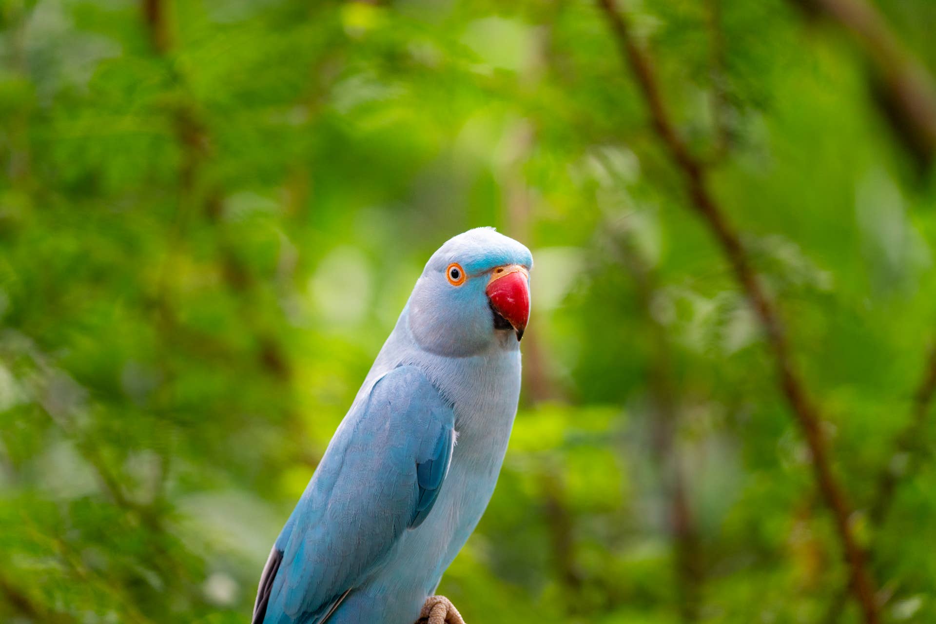 Hamlet the Parrot Prefers Bedtime Snacks to Sleep - Paw Nation
