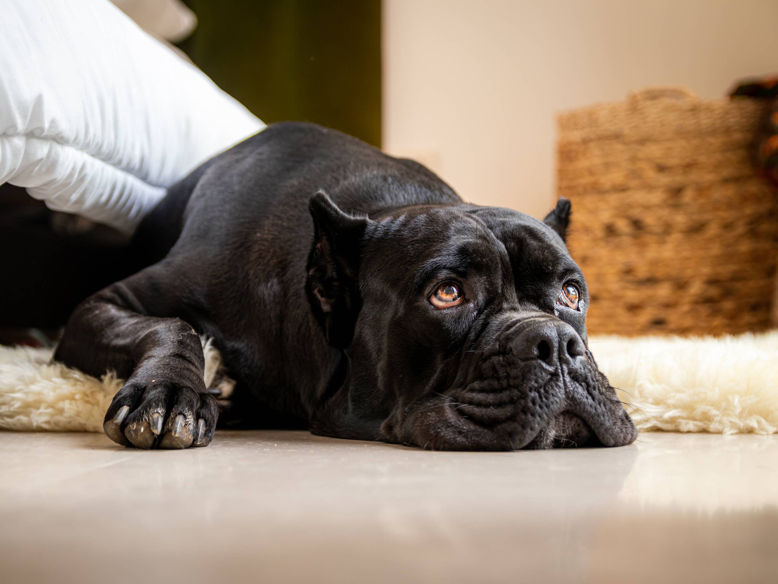 People Are Cracking up Over What This 150-Pound Cane Corso Is Terrified ...