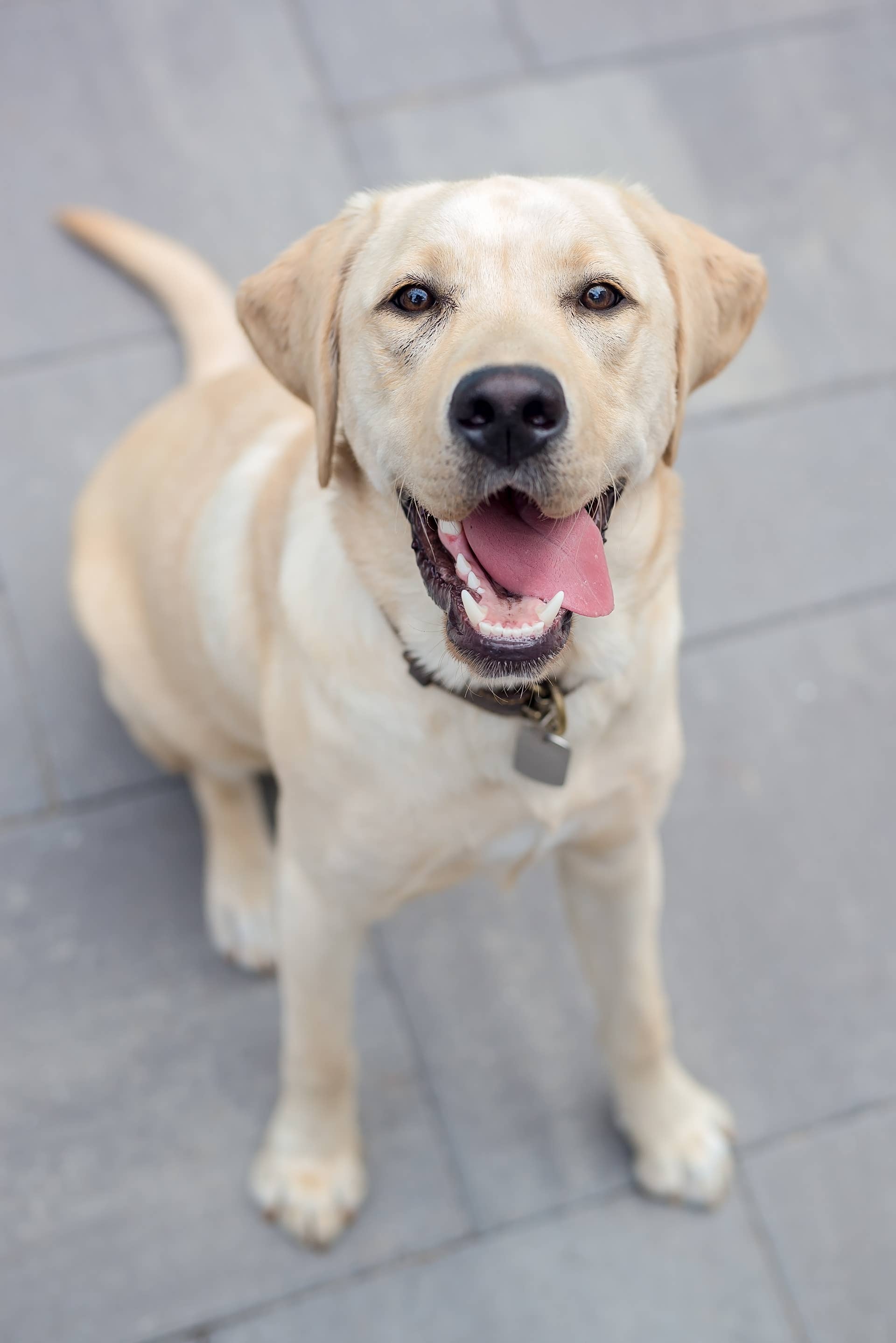 Yellow Labrador Walks Into Her Favorite Store and They Already Have Her ...