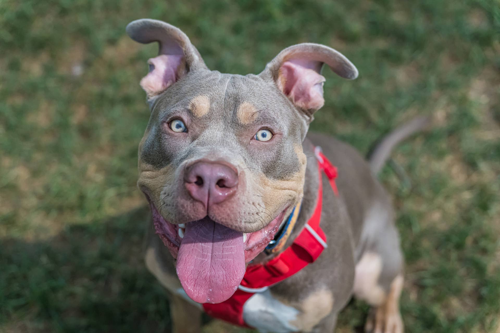 4 Goofy Things This Pit Bull Does That Make No Sense - PawNation