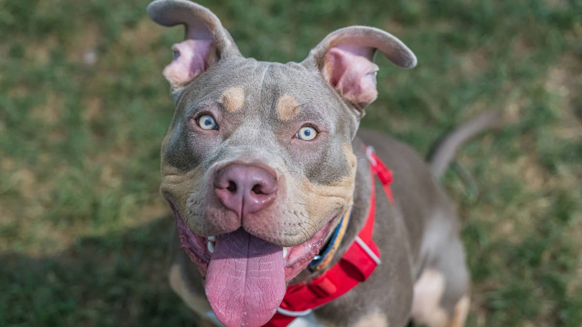4 Goofy Things This Pit Bull Does That Make No Sense - PawNation