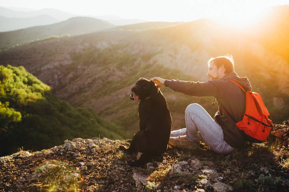 This Dog Had So Much Fun on His Hike, He Couldn’t Contain Himself - Paw ...
