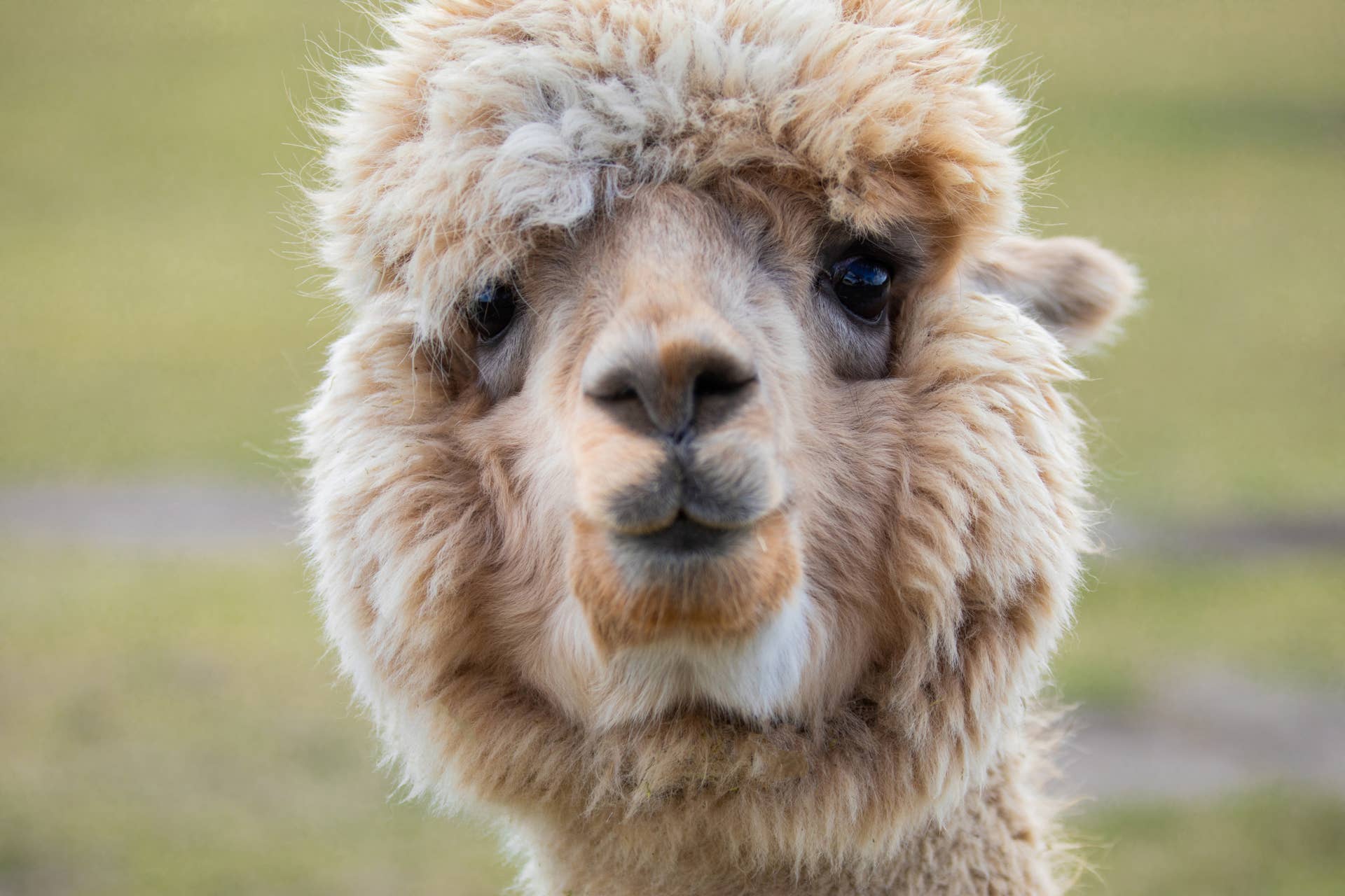These Alpacas Found the Perfect Way To Cool off This Summer - Paw Nation