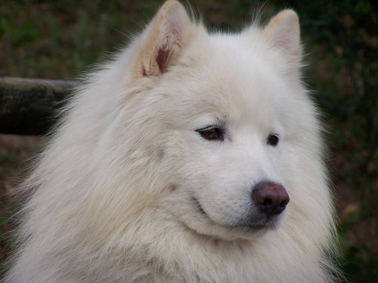 Samoyed dog