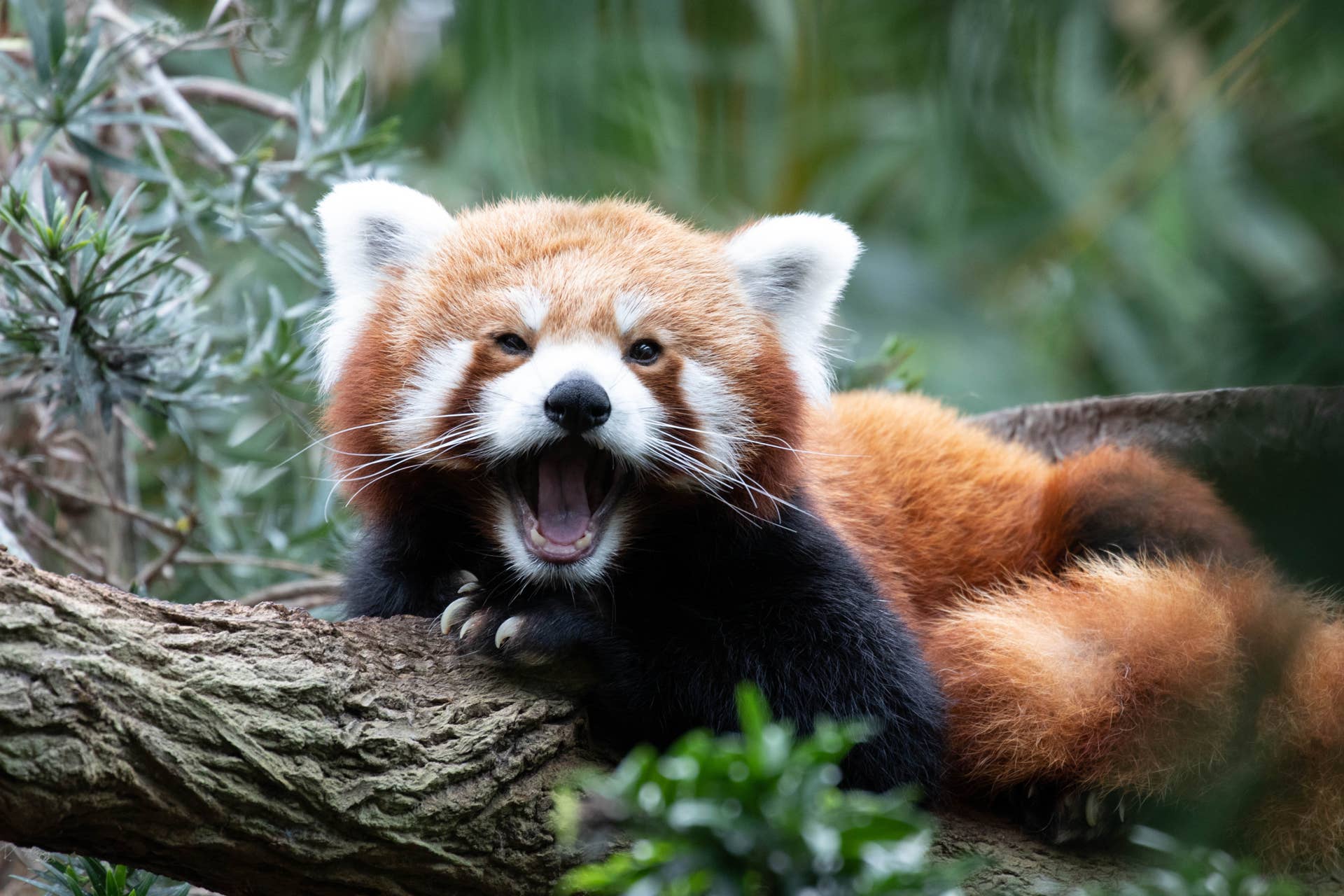 Meet the Tiny Red Panda Cub Helping Cincinnati Zoo Make History - Paw ...