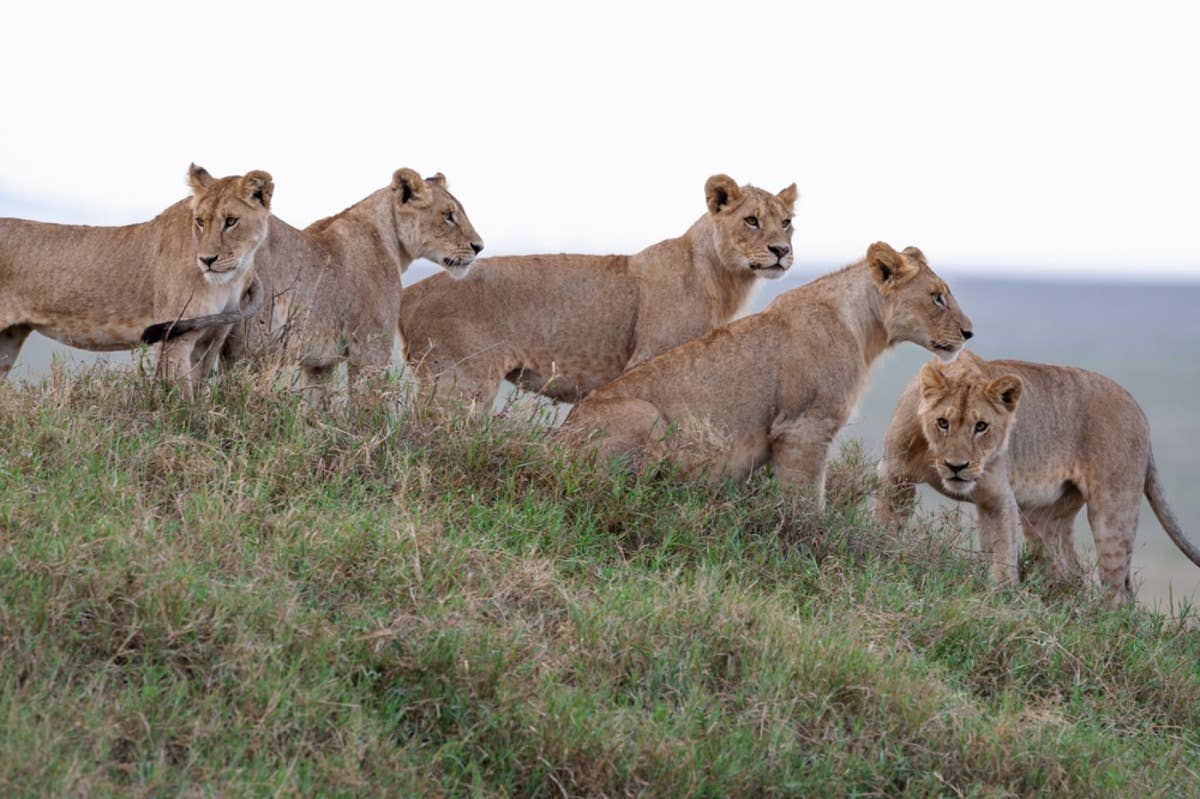 Man Serenaded Lions With His Guitar and Their Reaction Is So Beautiful ...