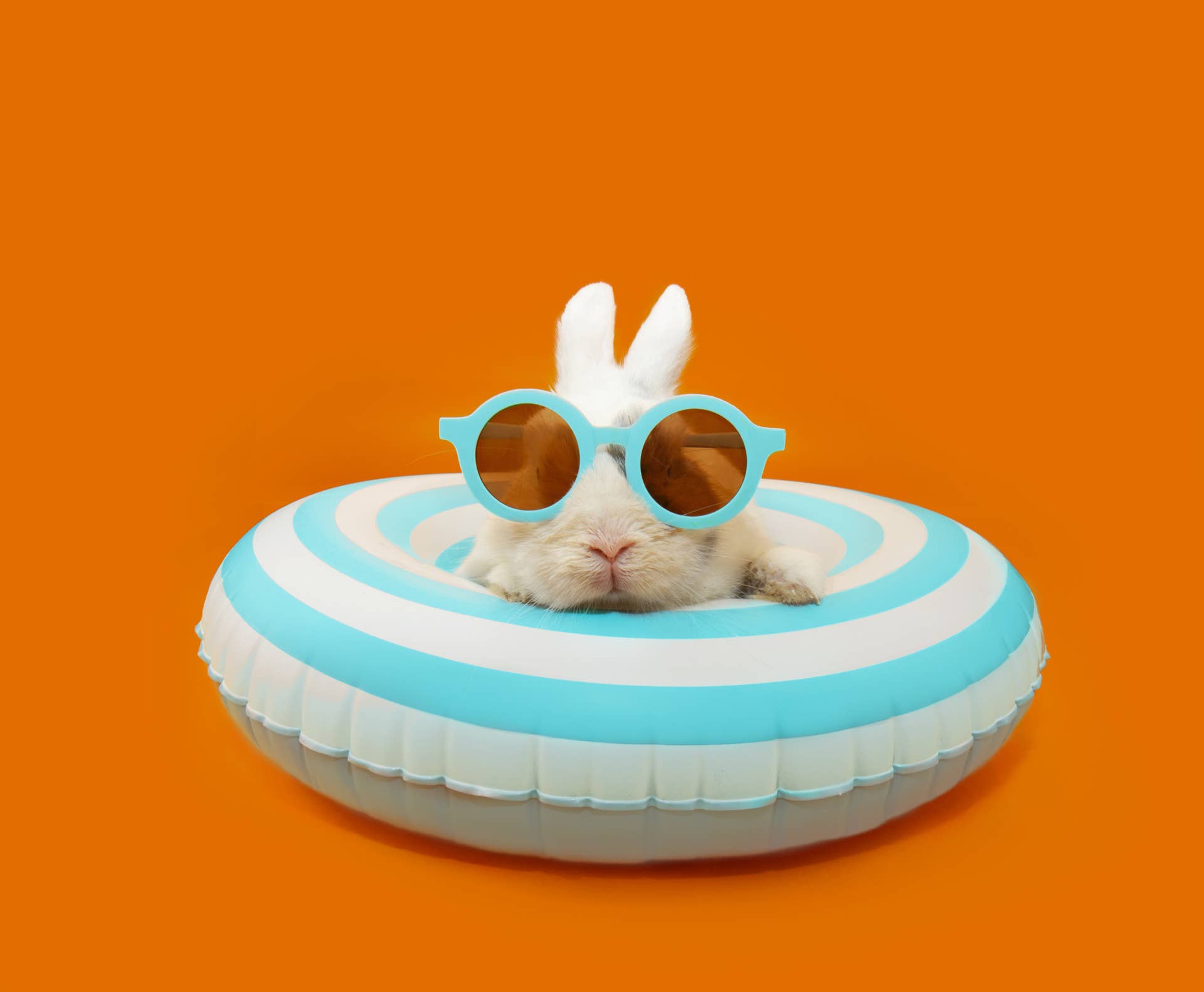 Adorable Bunny's Dream Pool Day Is Pure Summer Goals - Paw Nation