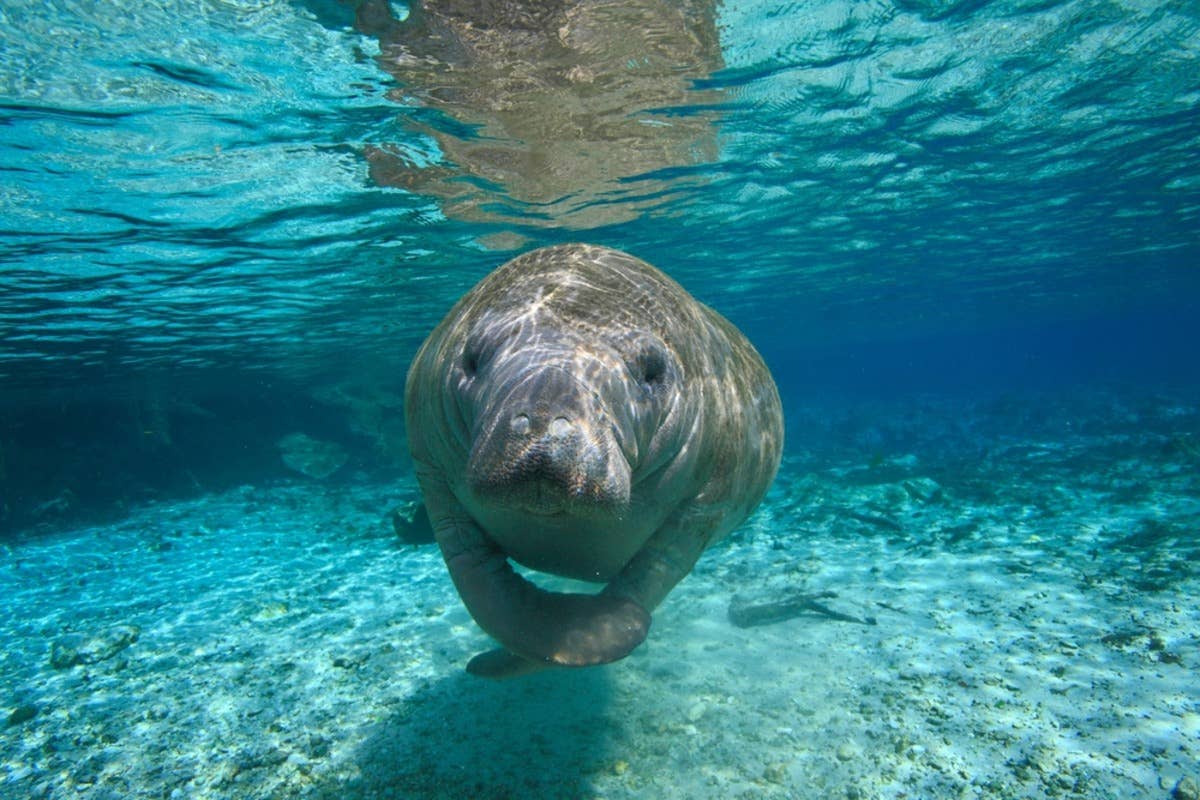 Overly Friendly Manatee Keeps Touching Diver—Knowing She 'Can’t Touch ...