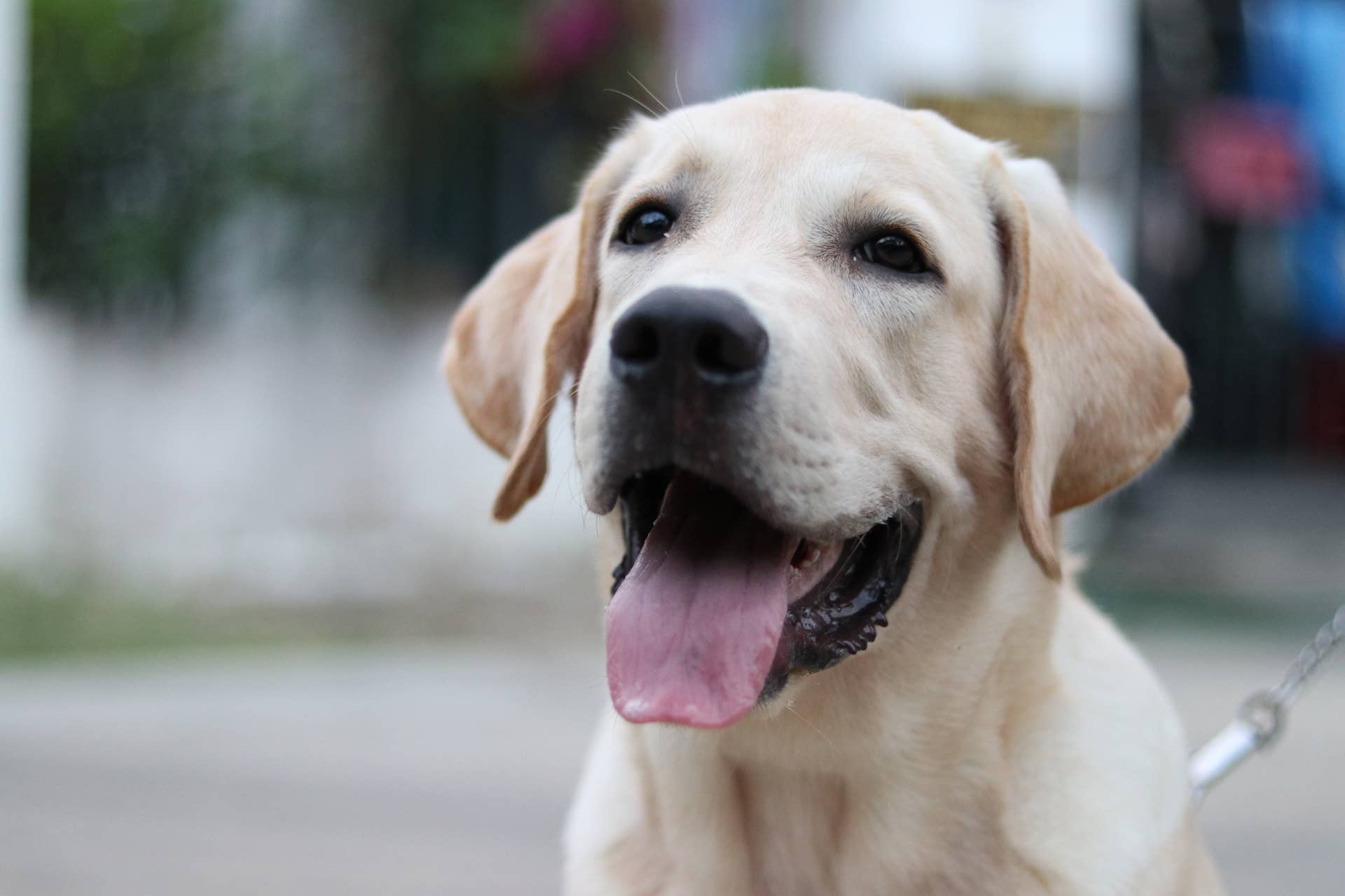 This Labrador’s Bond With Her Neighbor Is Too Wholesome - Paw Nation