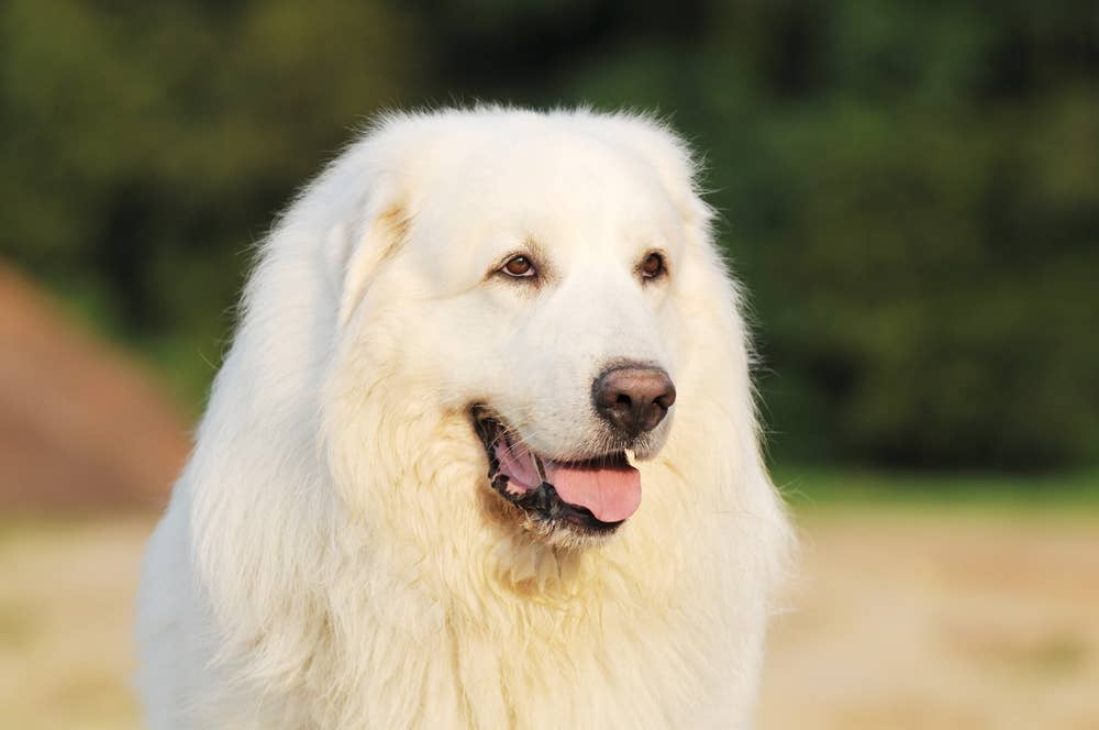 Great Pyrenees Has a Total Man Crush on the Neighbor—and It’s Too Cute ...