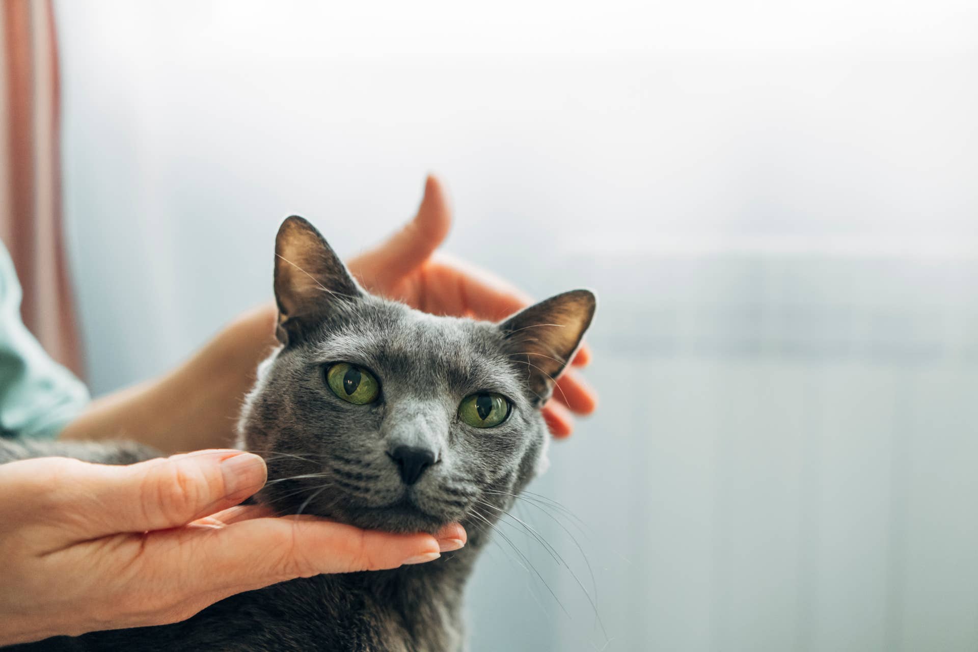 Watch an Artist Make a Wool Statue of Rescue Cat Blu - Paw Nation
