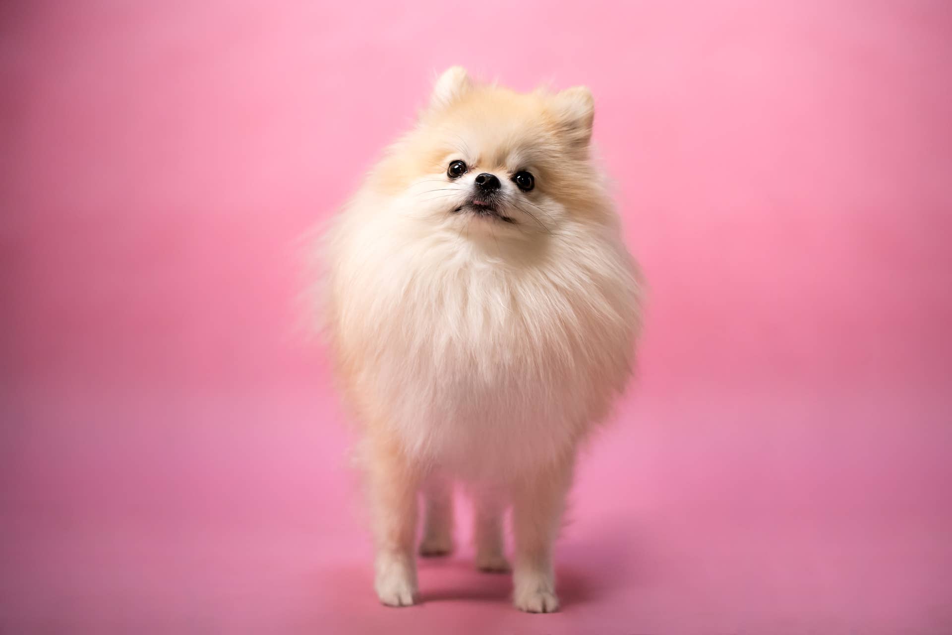 Pomeranian Gives Major Attitude When Doggy Daycare Gets Canceled - Paw ...