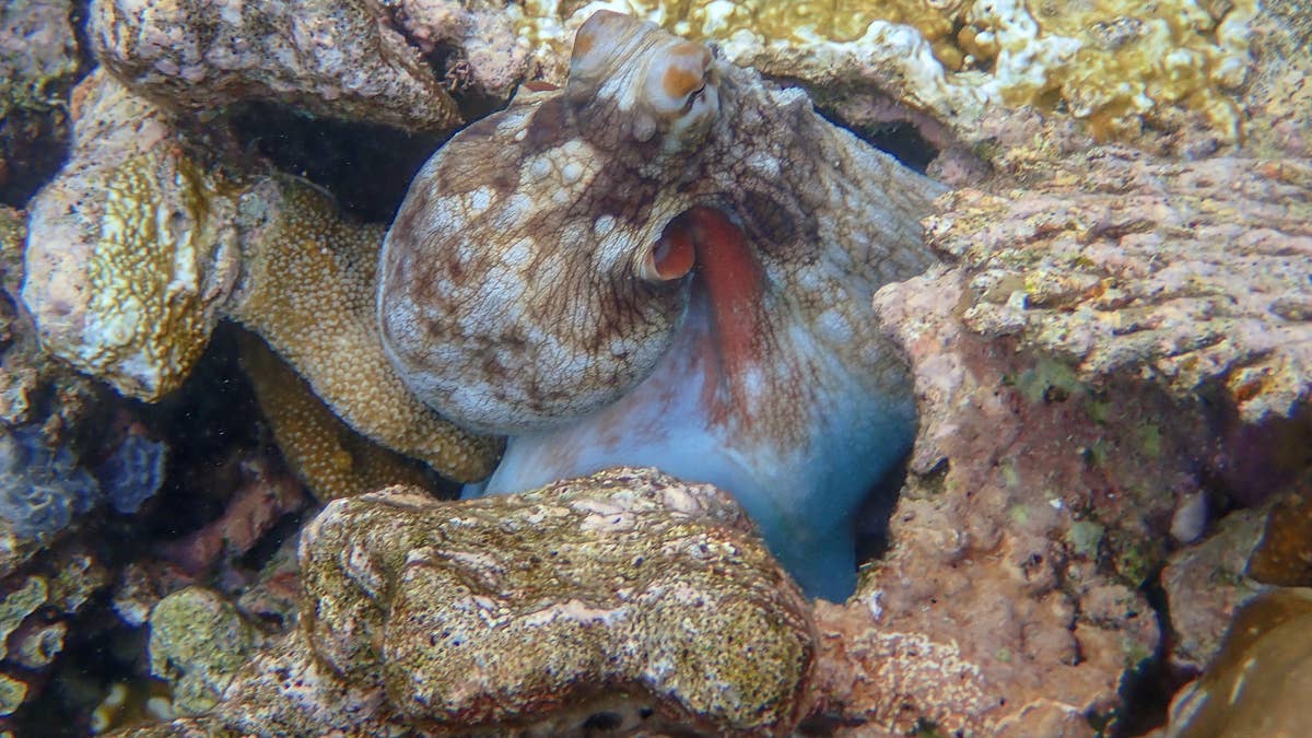 This Strange-Looking Octopus Is Giving Everyone Major Alien Vibes