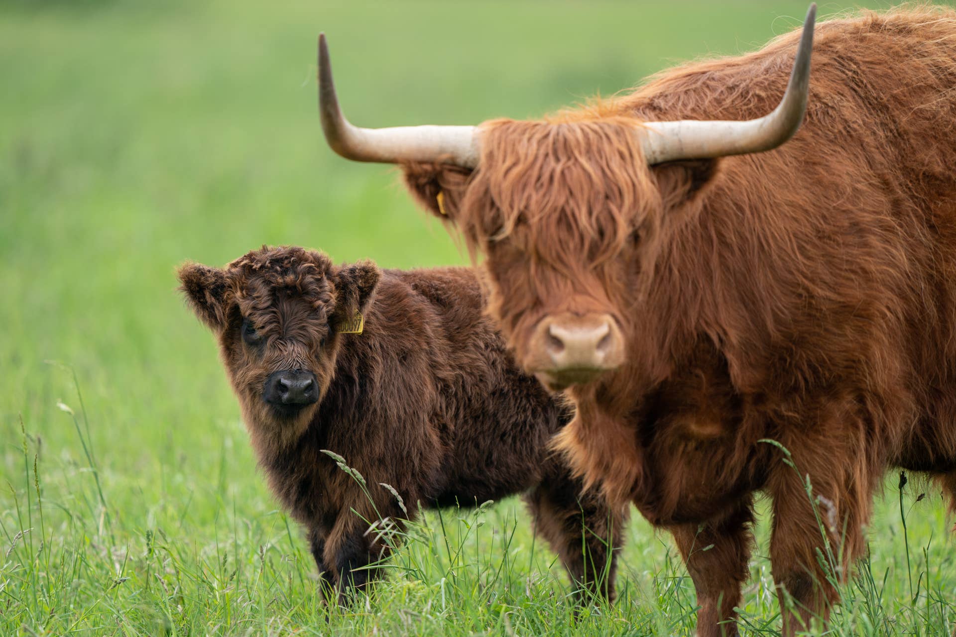 This Highland Cow Couldn t Wait To Show Off Her Brand New Baby Paw Nation This Highland Cow Couldn t Wait To Show Off Her Brand New Baby Paw Nation
