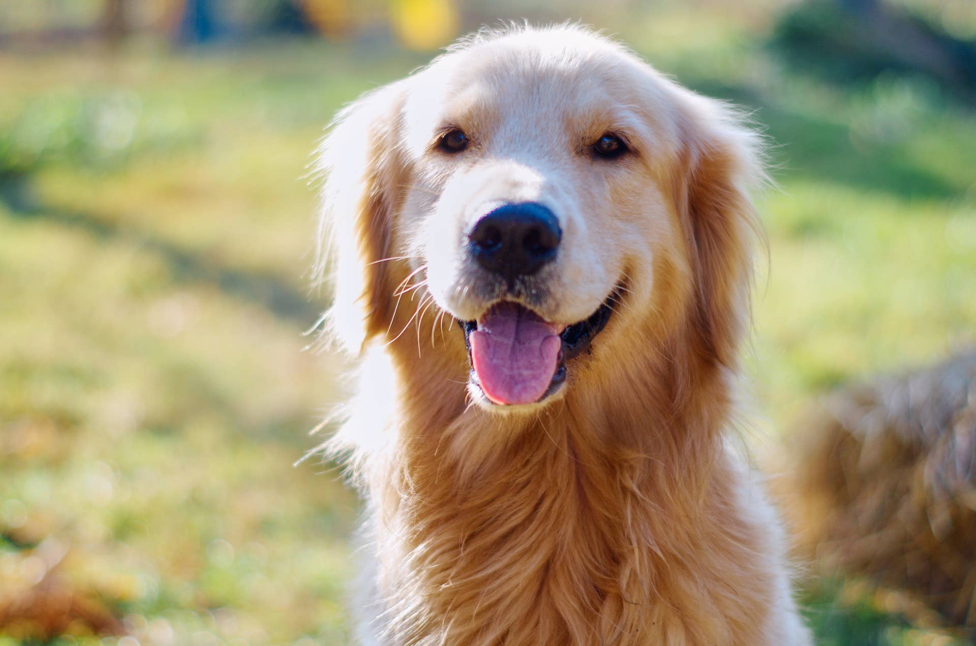 Quirkiest Golden Retriever Bob Is One Unique Dog Paw Nation Quirkiest Golden Retriever Bob Is One Unique Dog Paw Nation