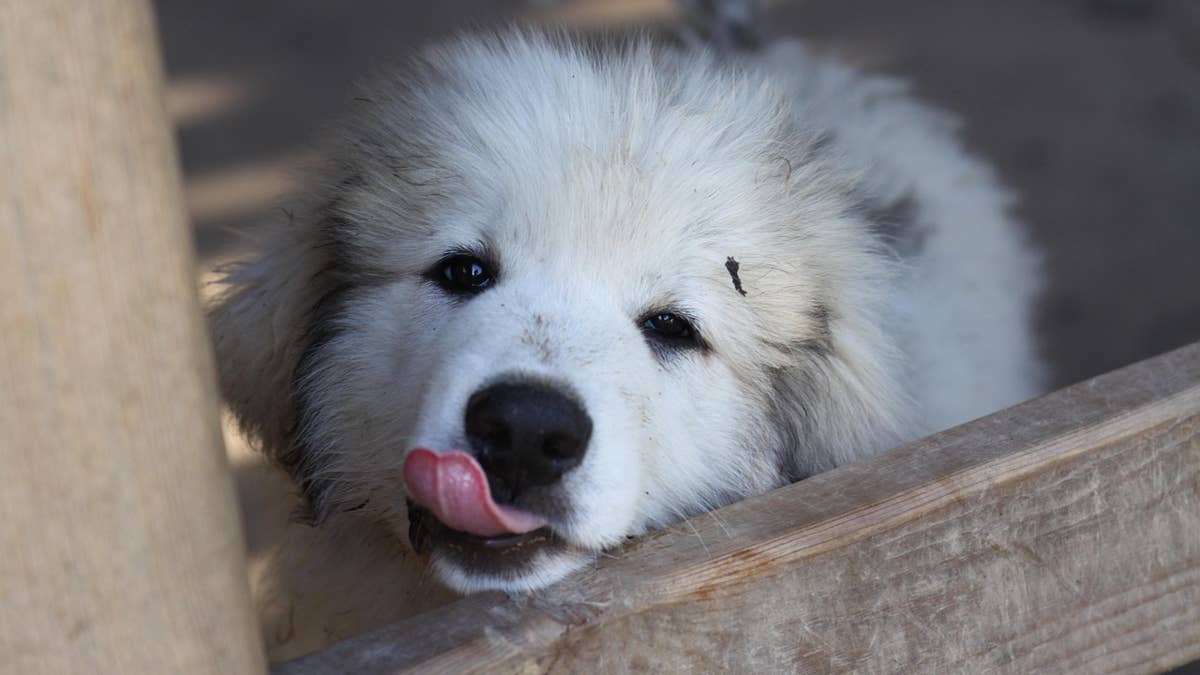 Exes Co-Parenting a Great Pyrenees Is So Sweet - Paw Nation