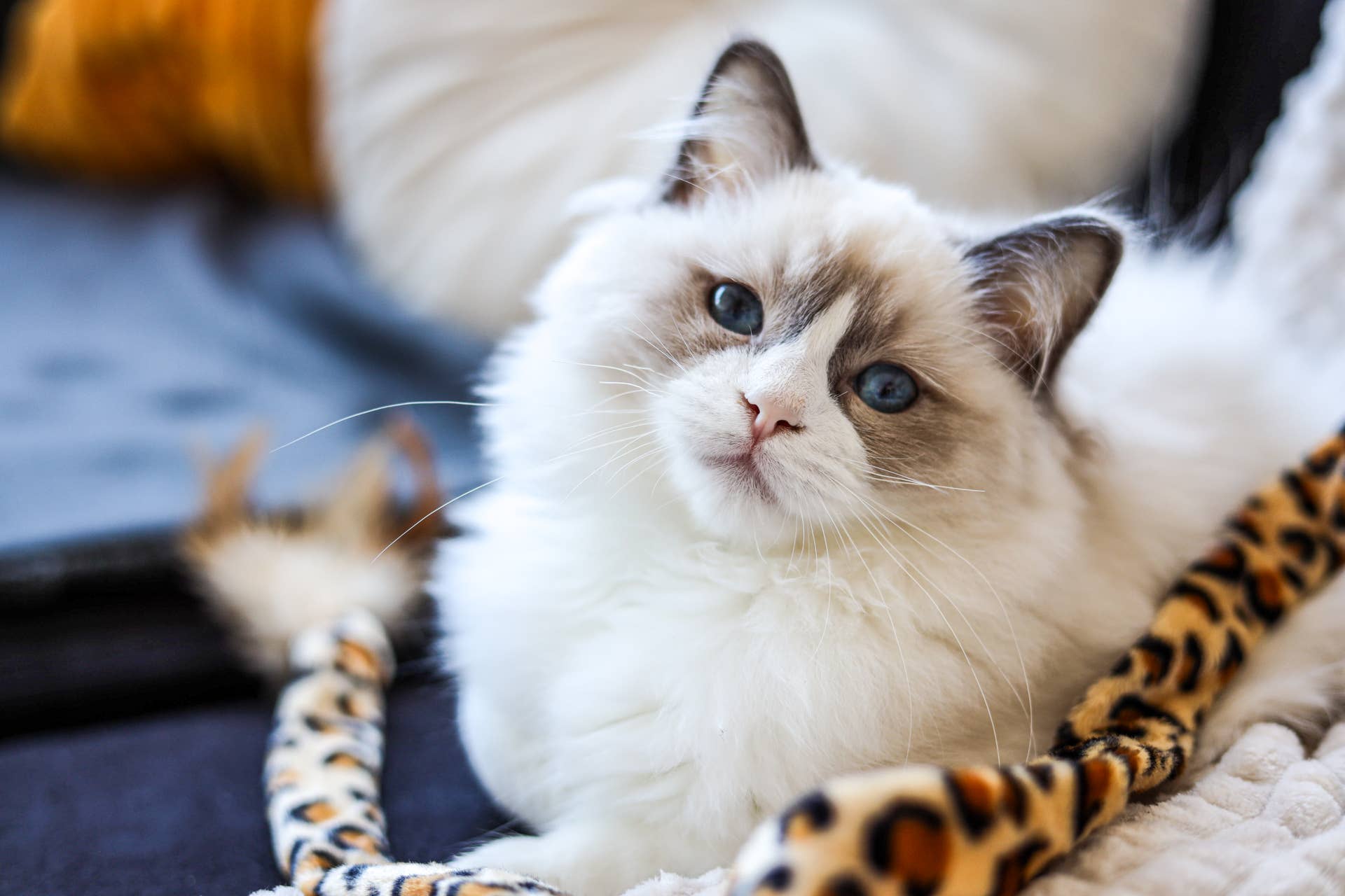‘World’s Best Dog’ Turns Out To Be a Ragdoll Cat, and Honestly, It ...