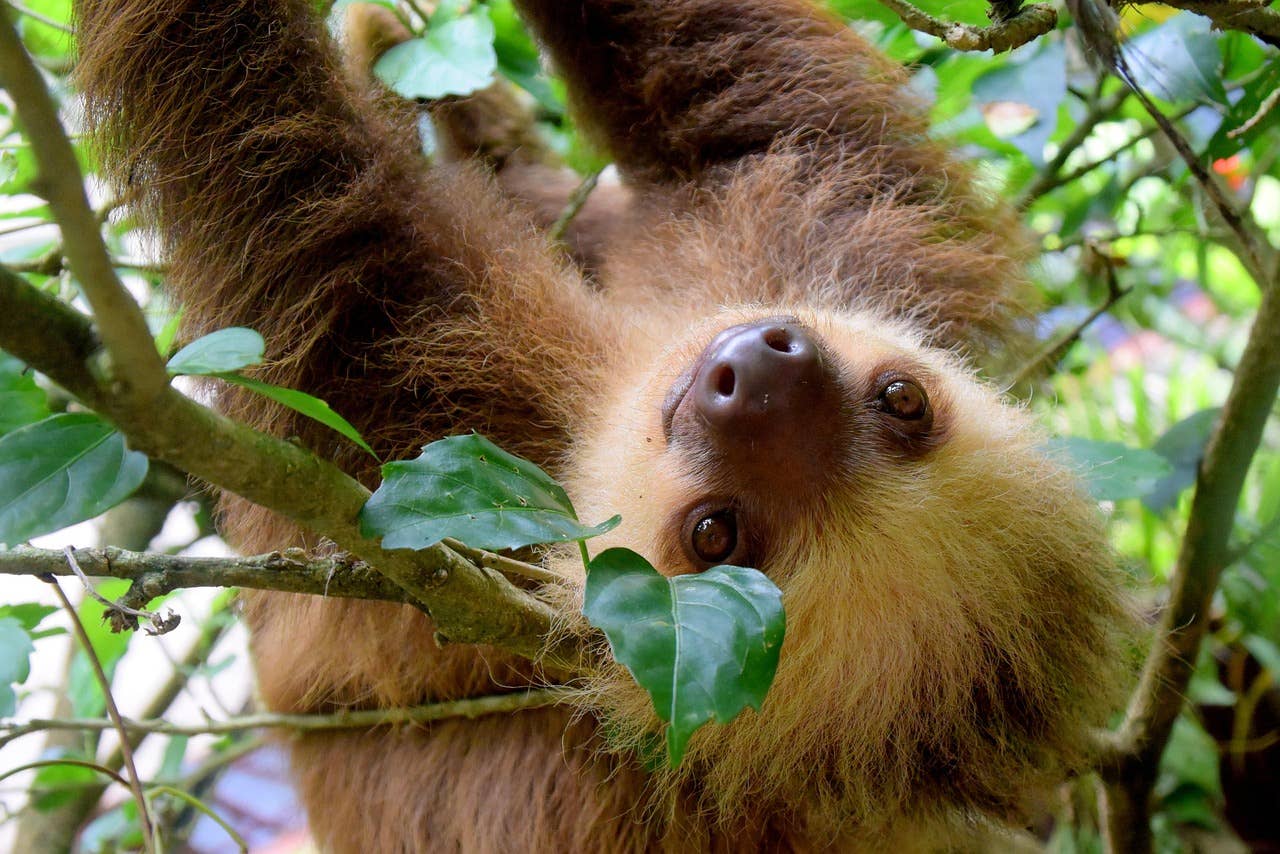 Baby Sloth at Minnesota Zoo Finally Gets the Perfect Name - Paw Nation