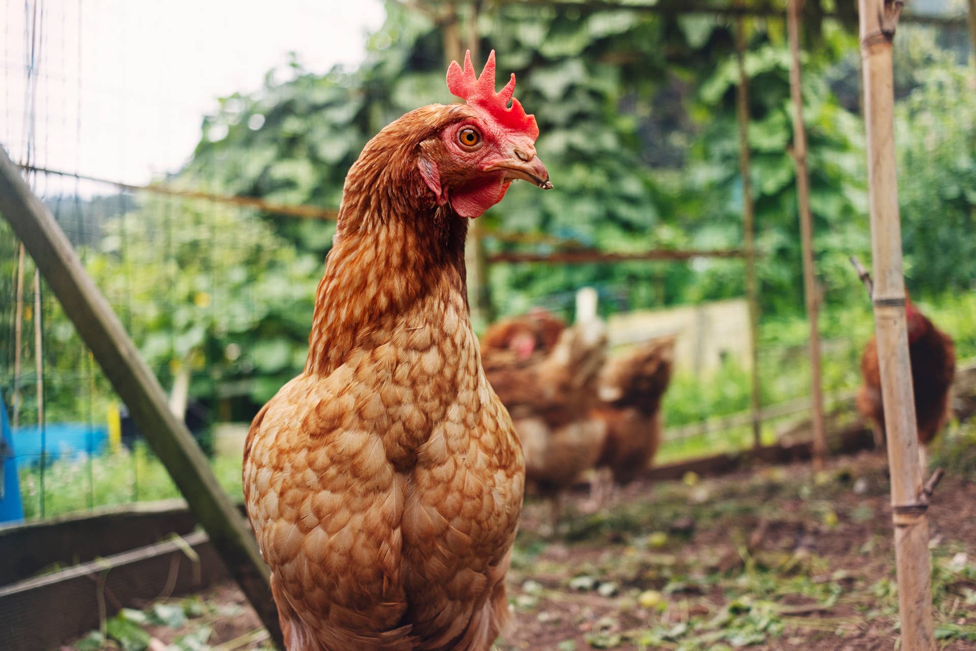 One-Legged Chicken Crosses the Yard Like Nothing Can Stop Her - Paw Nation