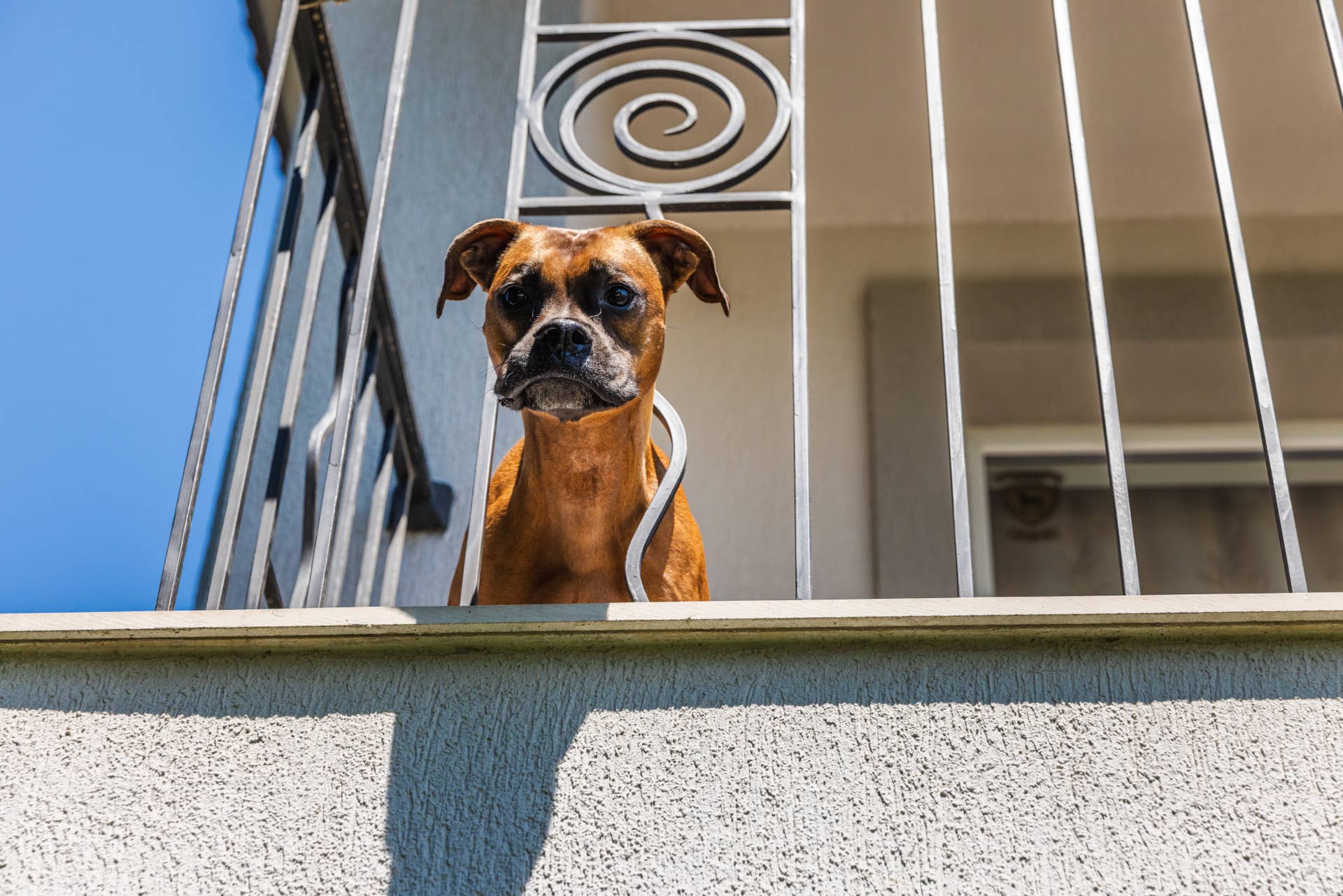 Hdb Railing Dog Takes a Terrifying Shortcut When Her Sibling Races Into the Yard ...