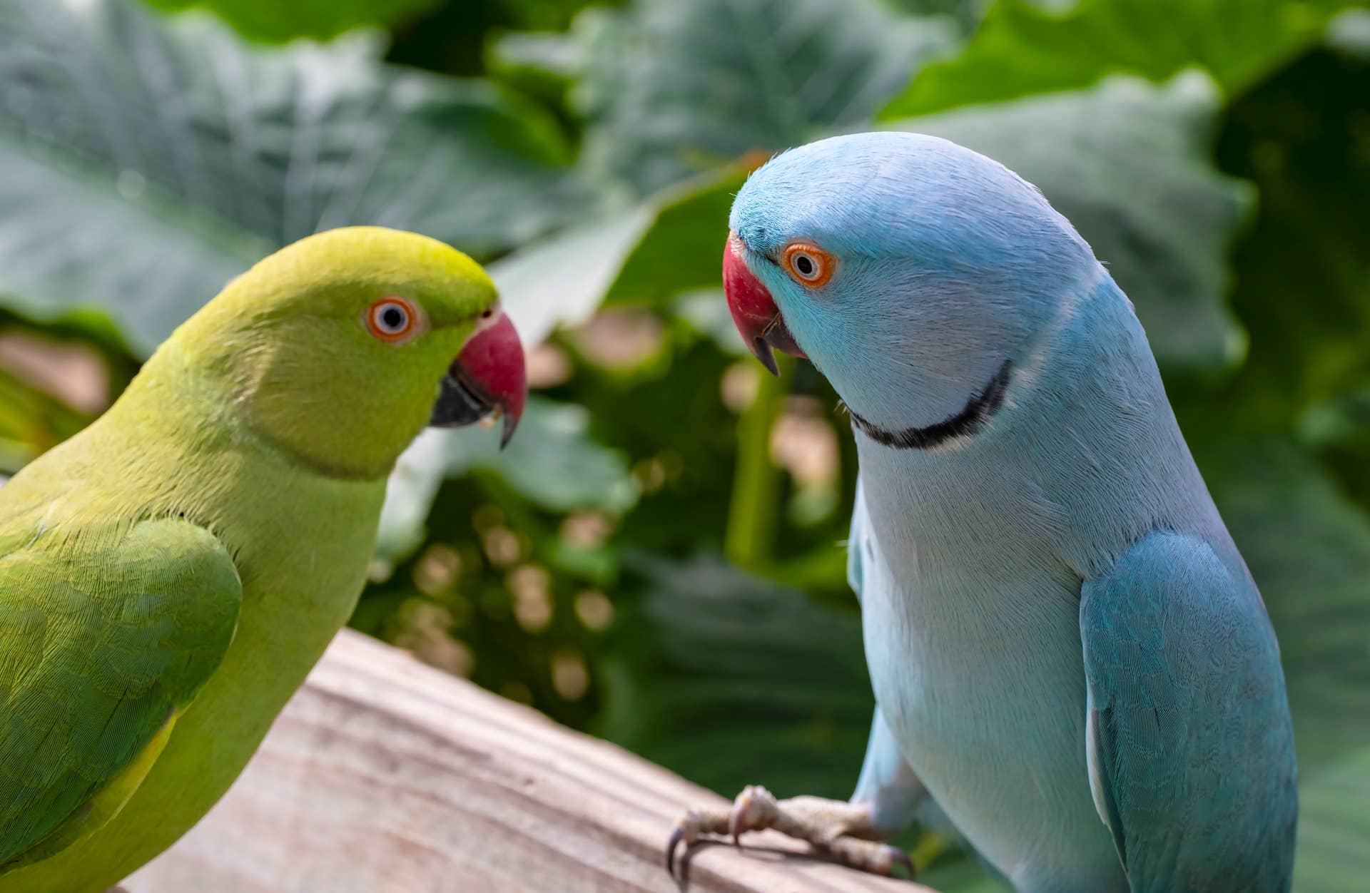 Sweet Parrot Smooches Bird Girlfriend Like a Real-Life Romeo - Paw Nation