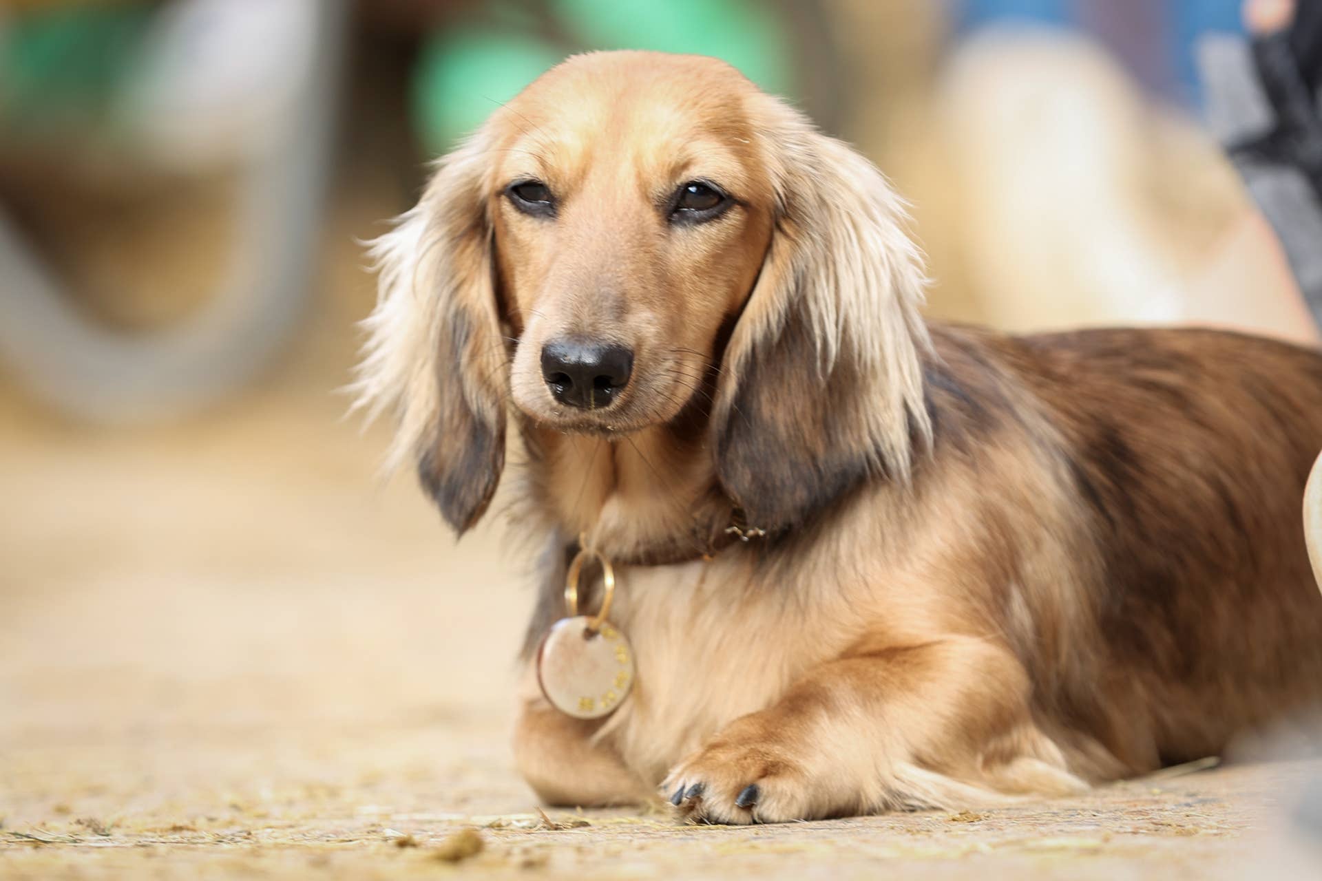 Mini Dachshund Puppy Tries So Hard To Play It Cool Around Mom’s New ...