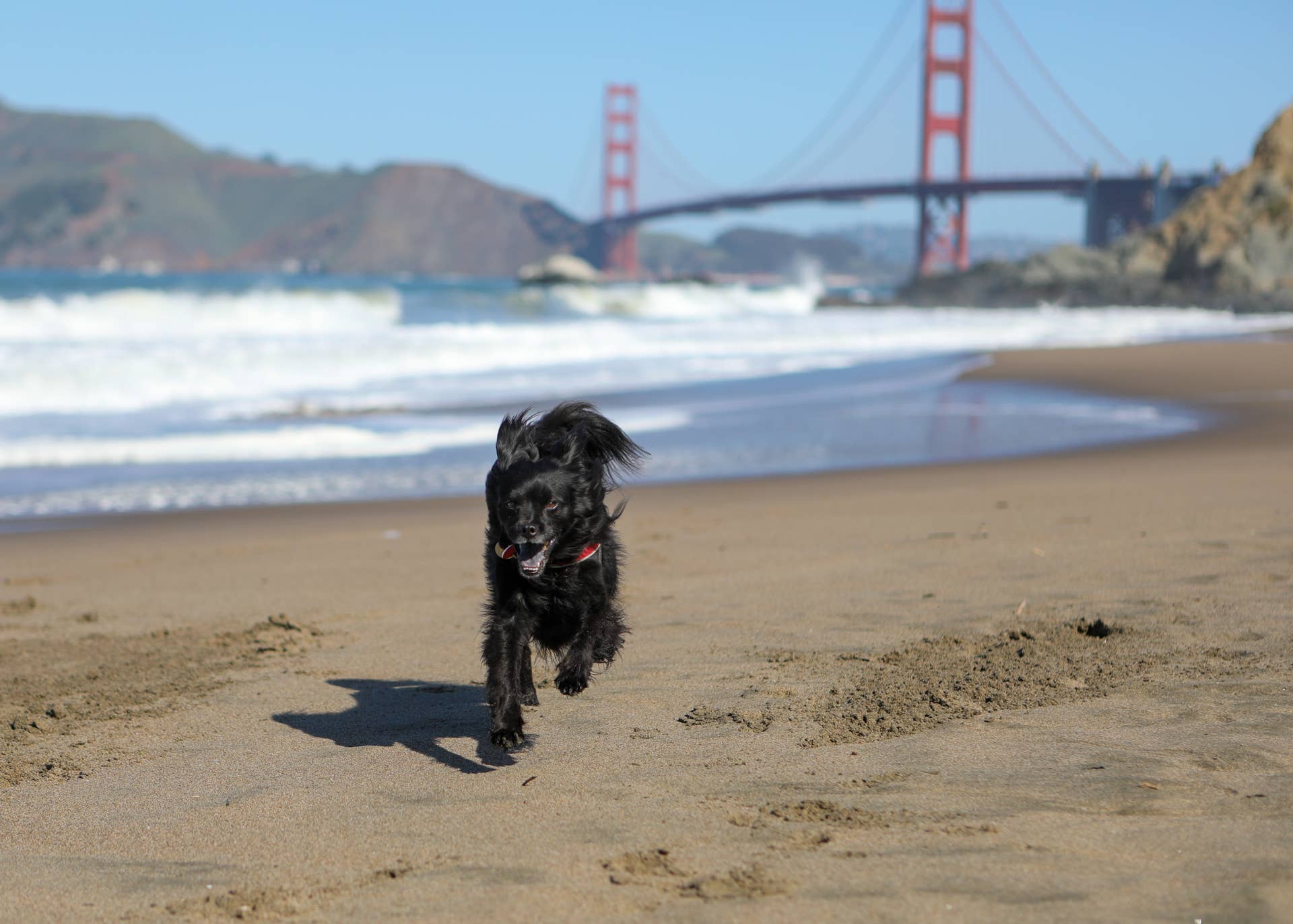 Best U.S. Cities for Dog Walks, Ranked by Rover and Redfin - Paw Nation