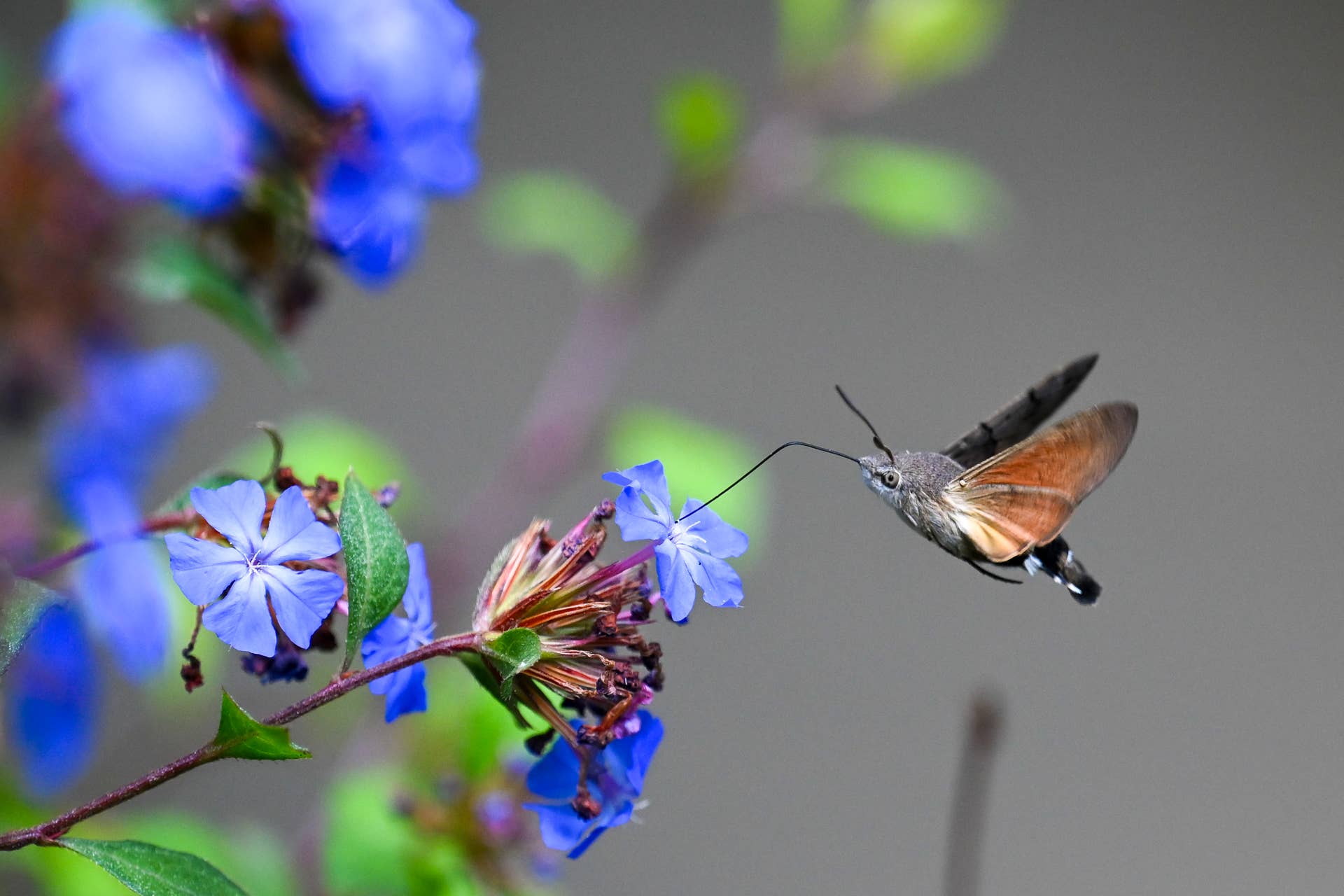Moth Friend This Tiny 'Hummingbird' Drinking From a Flower Is Actually a Moth - Paw ...