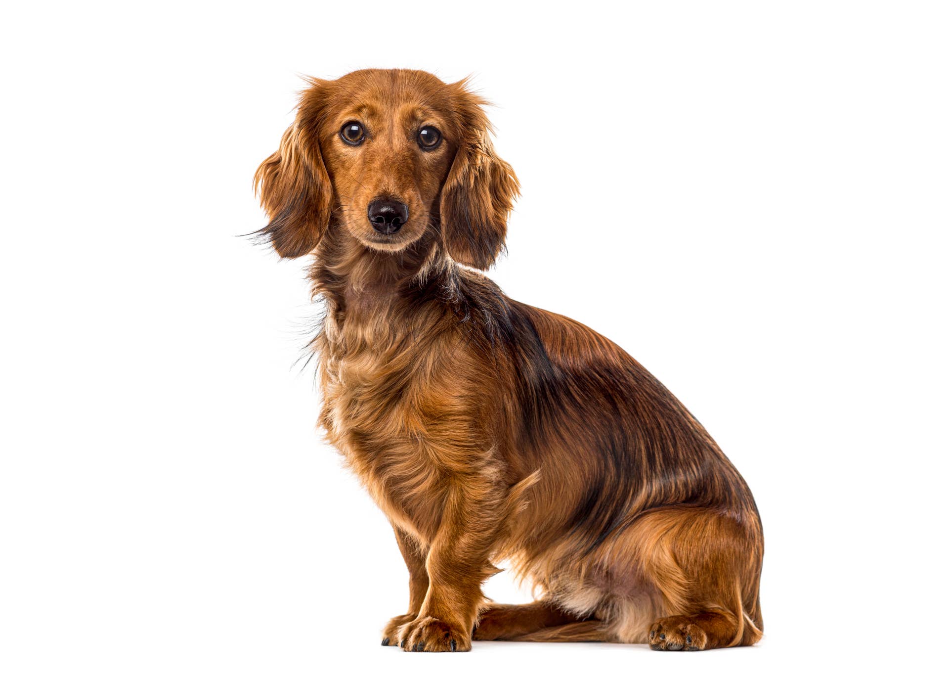 Mini Dachshund Gets Caught Shredding Paper, Doesn’t Care - Paw Nation