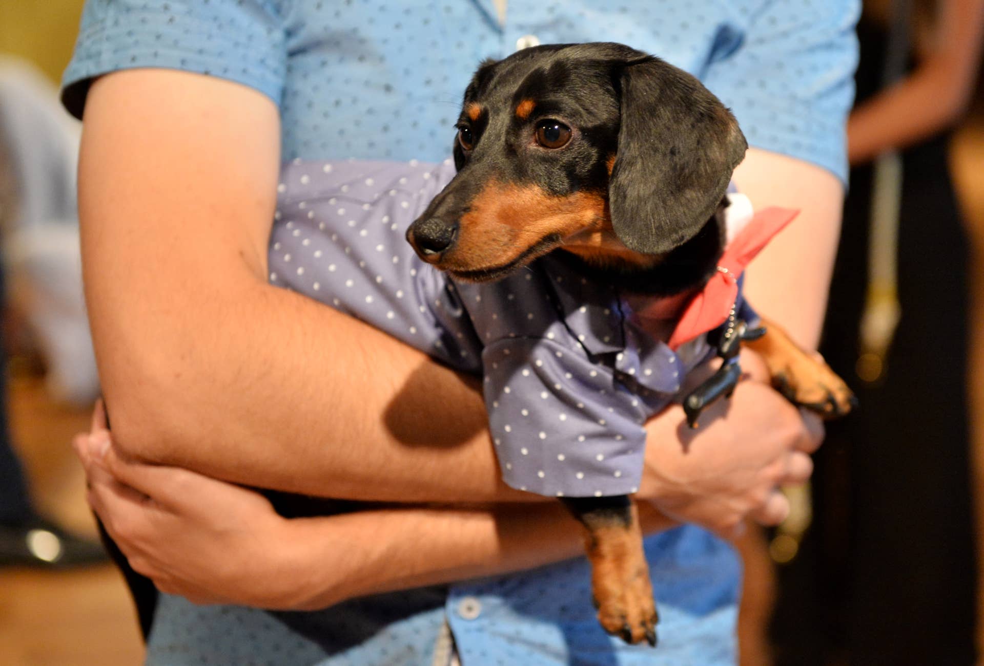 Secret Nation Crusoe the Dachshund Prepares to Celebrate 17th Birthday - Paw Nation