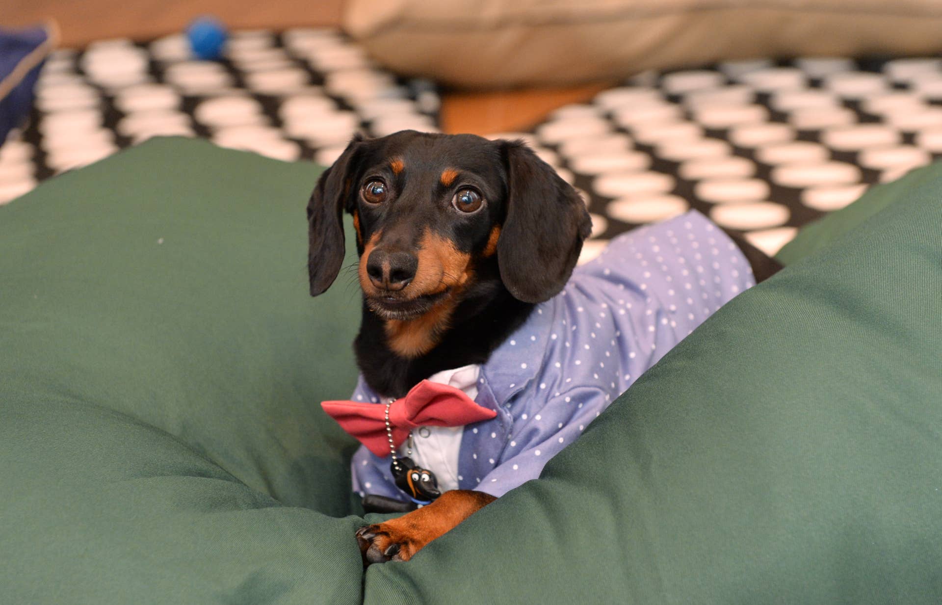 Secret Nation Crusoe the Dachshund Prepares to Celebrate 17th Birthday - Paw Nation