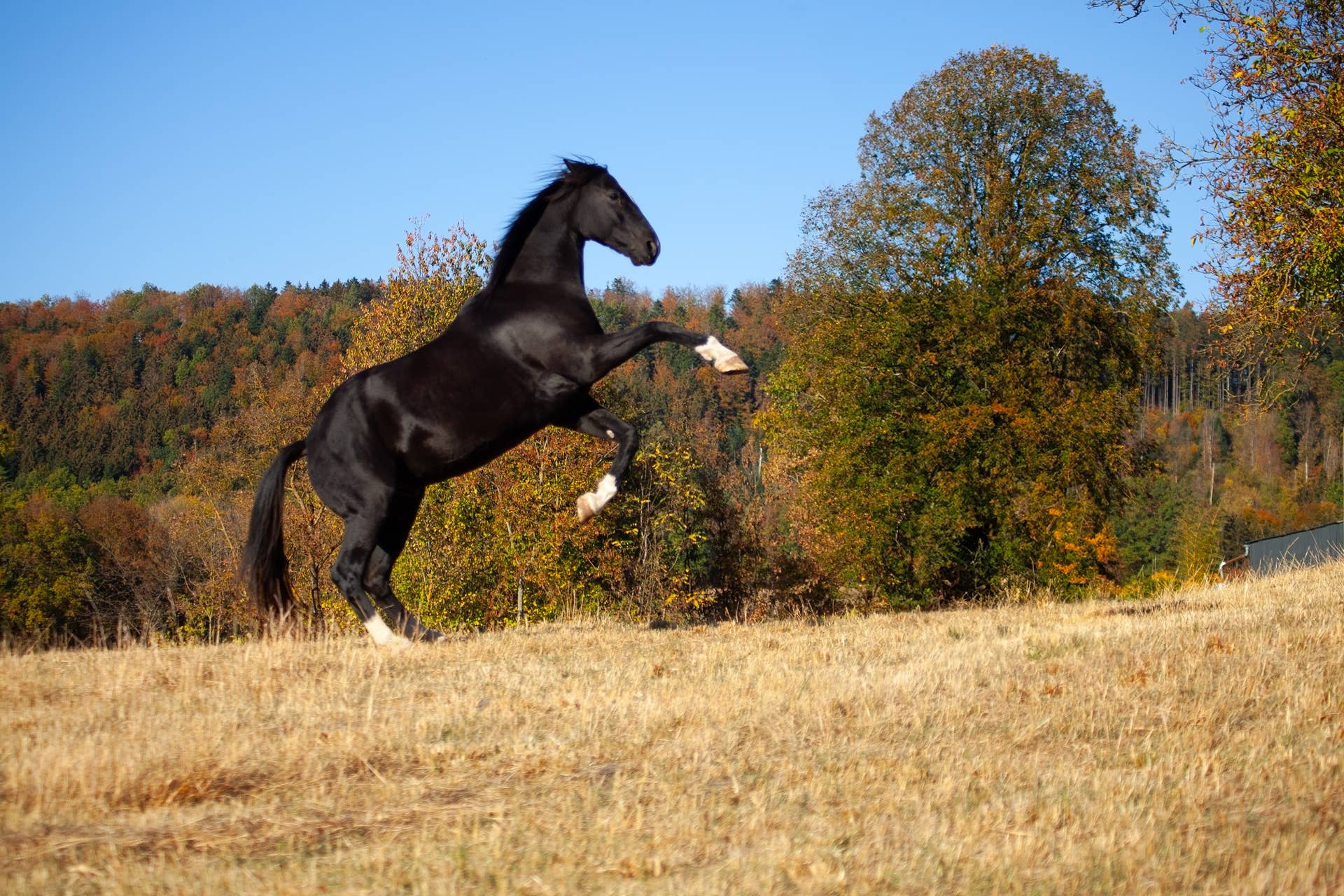 Arabian Horse Bursts Into a ‘Ballet’ After the Storm and Looks Like a ...