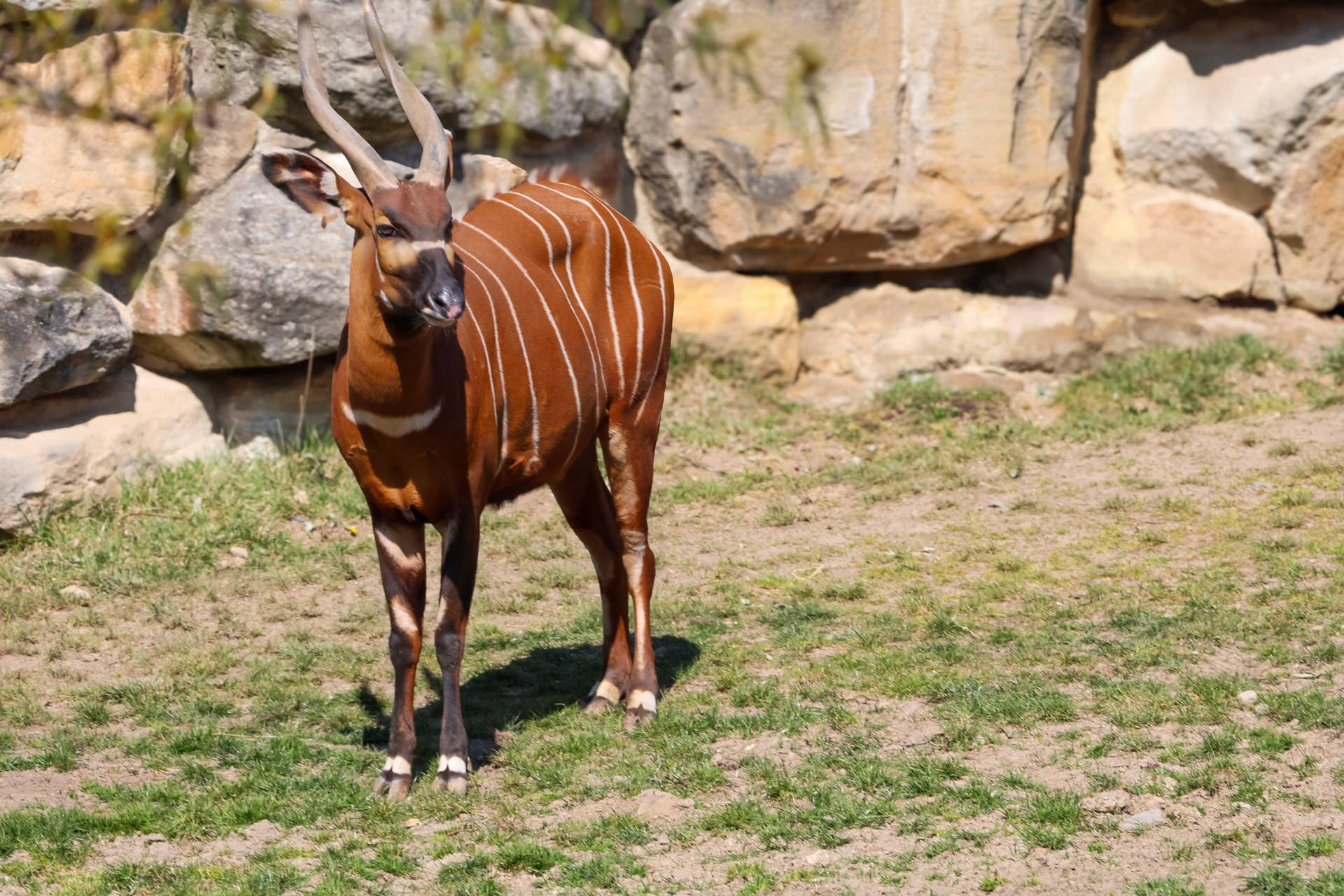 Critically Endangered Baby Bongo Born at Virginia Zoo - Paw Nation