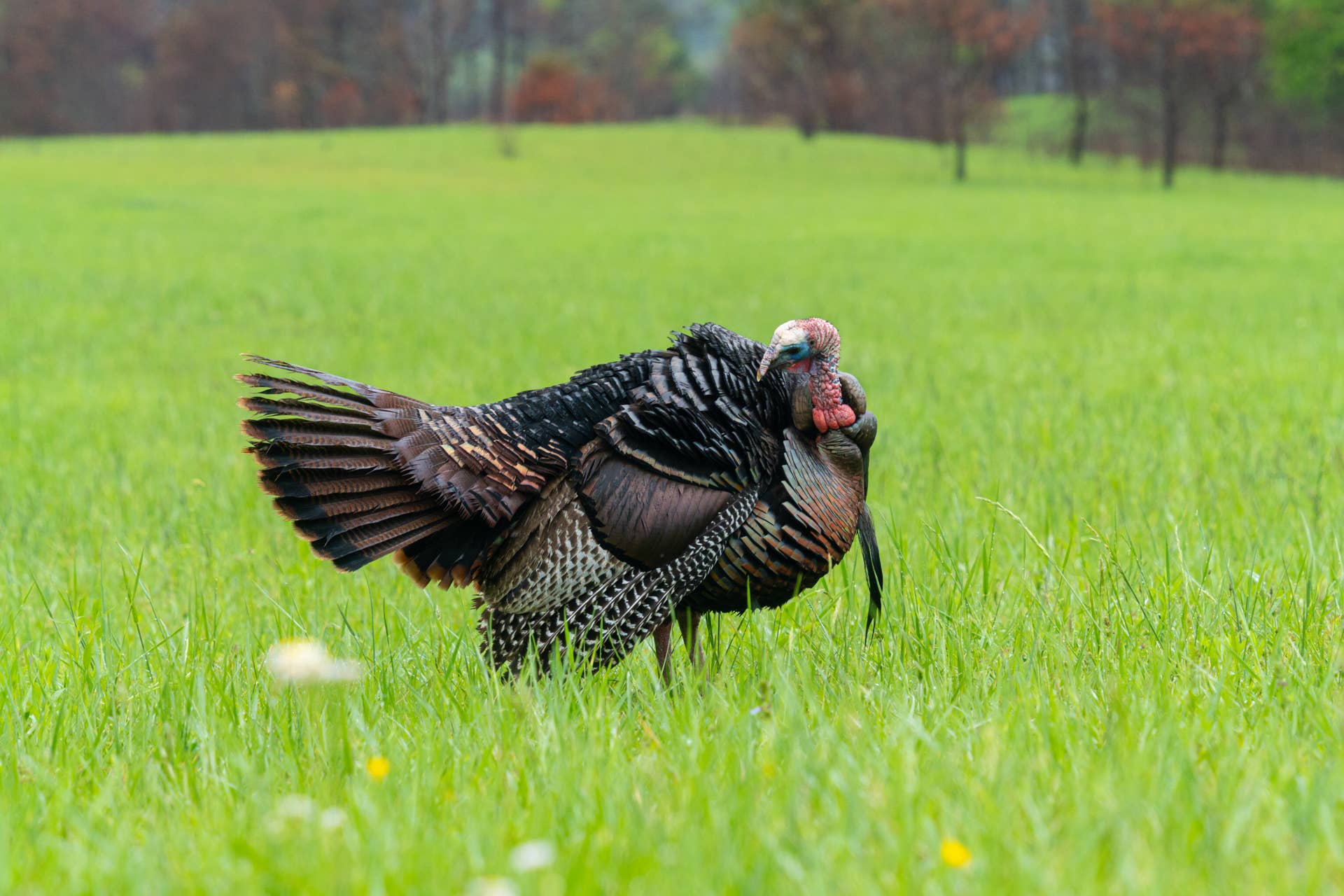This Pet Turkey Has a Thing for Blue Collar Workers - Paw Nation