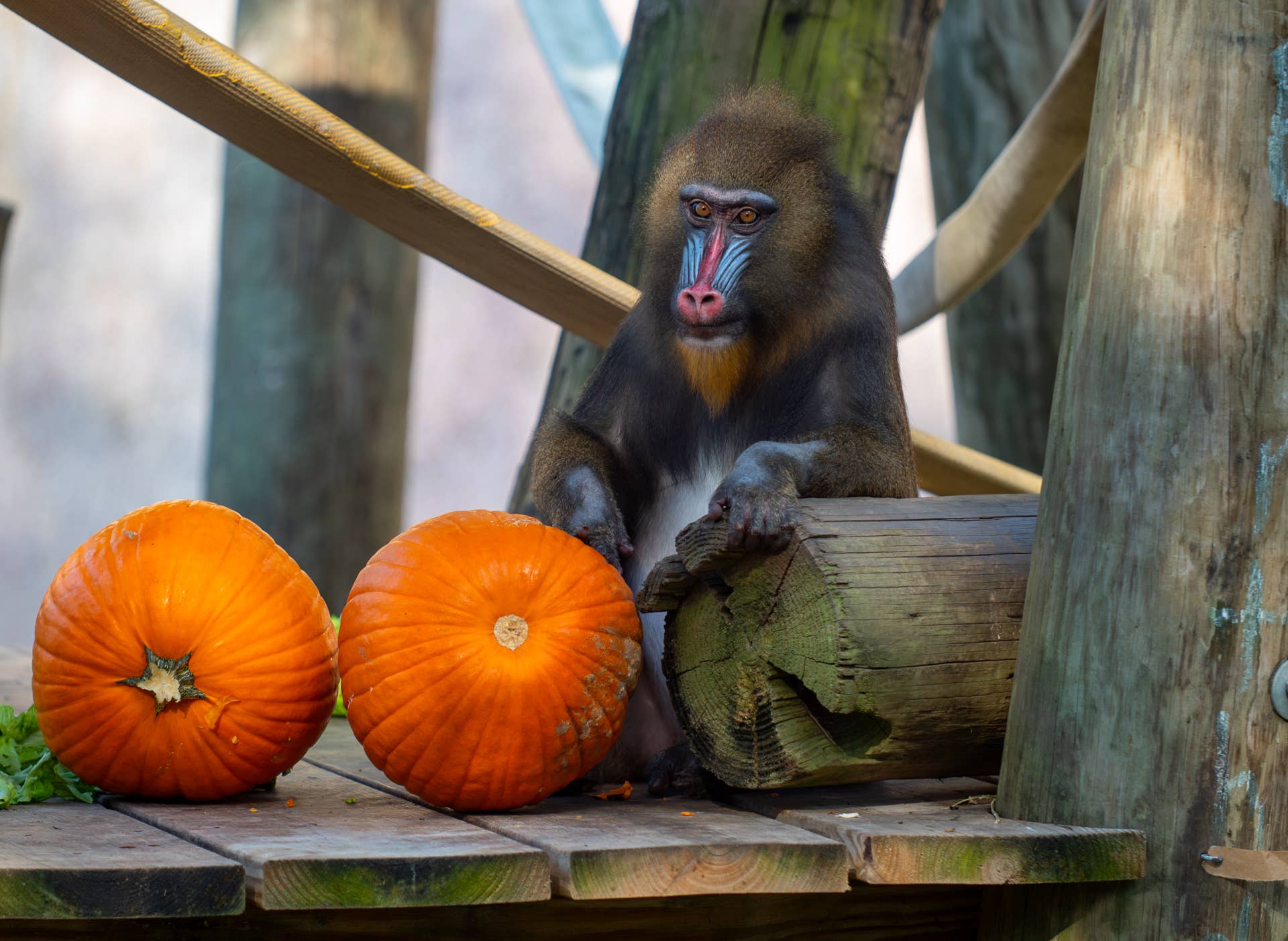 Audubon Zoo Mandrills Expecting First Baby - Paw Nation