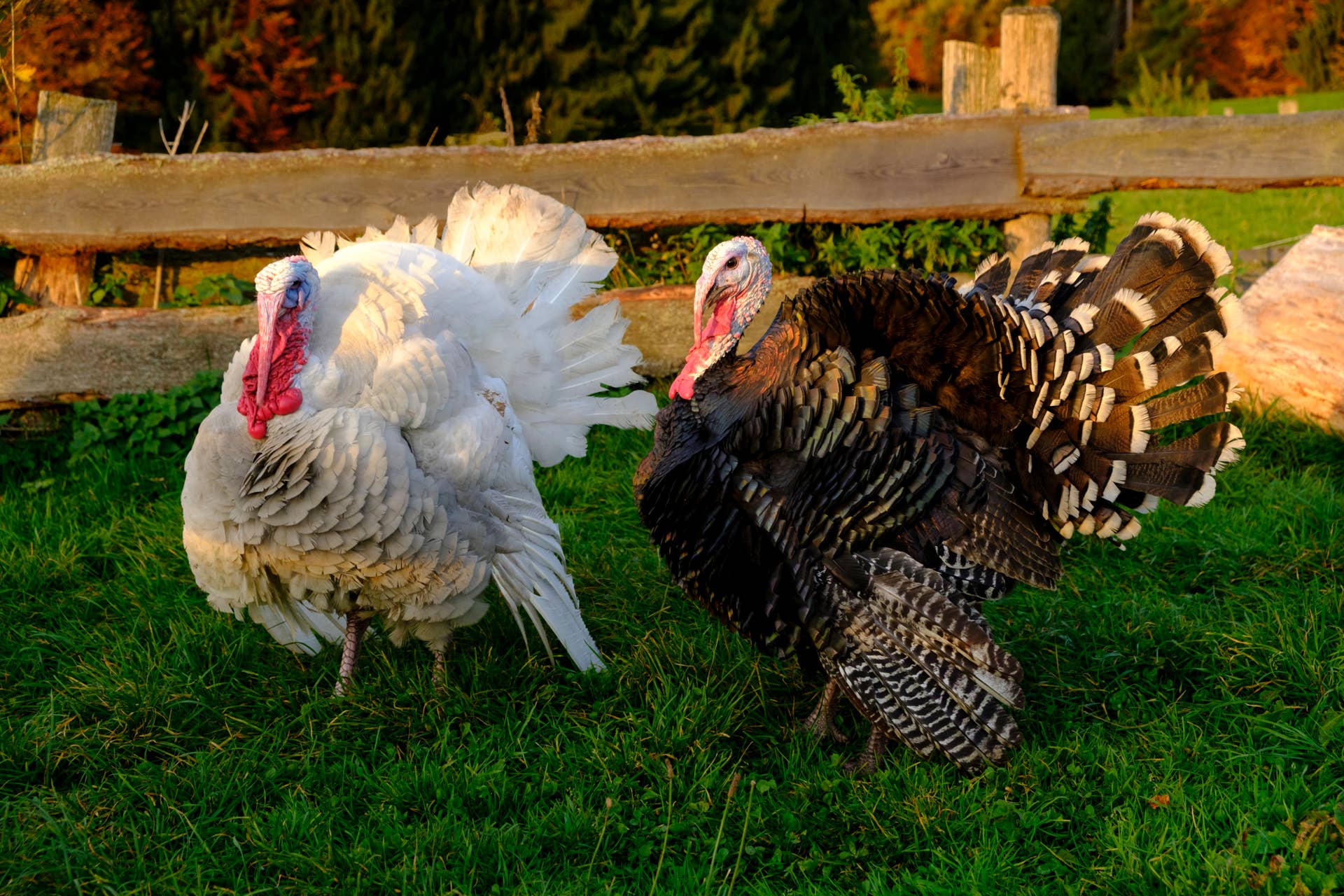Background Less Image Cow This Pet Turkey Has a Thing for Blue Collar Workers - Paw Nation