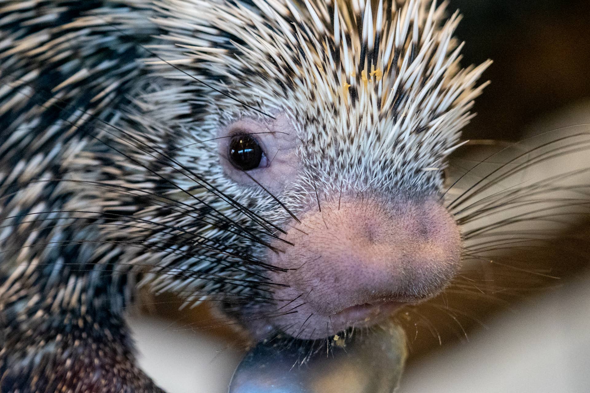 Watch a Porcupine Enjoy a Giant Pumpkin Snack Break - Paw Nation