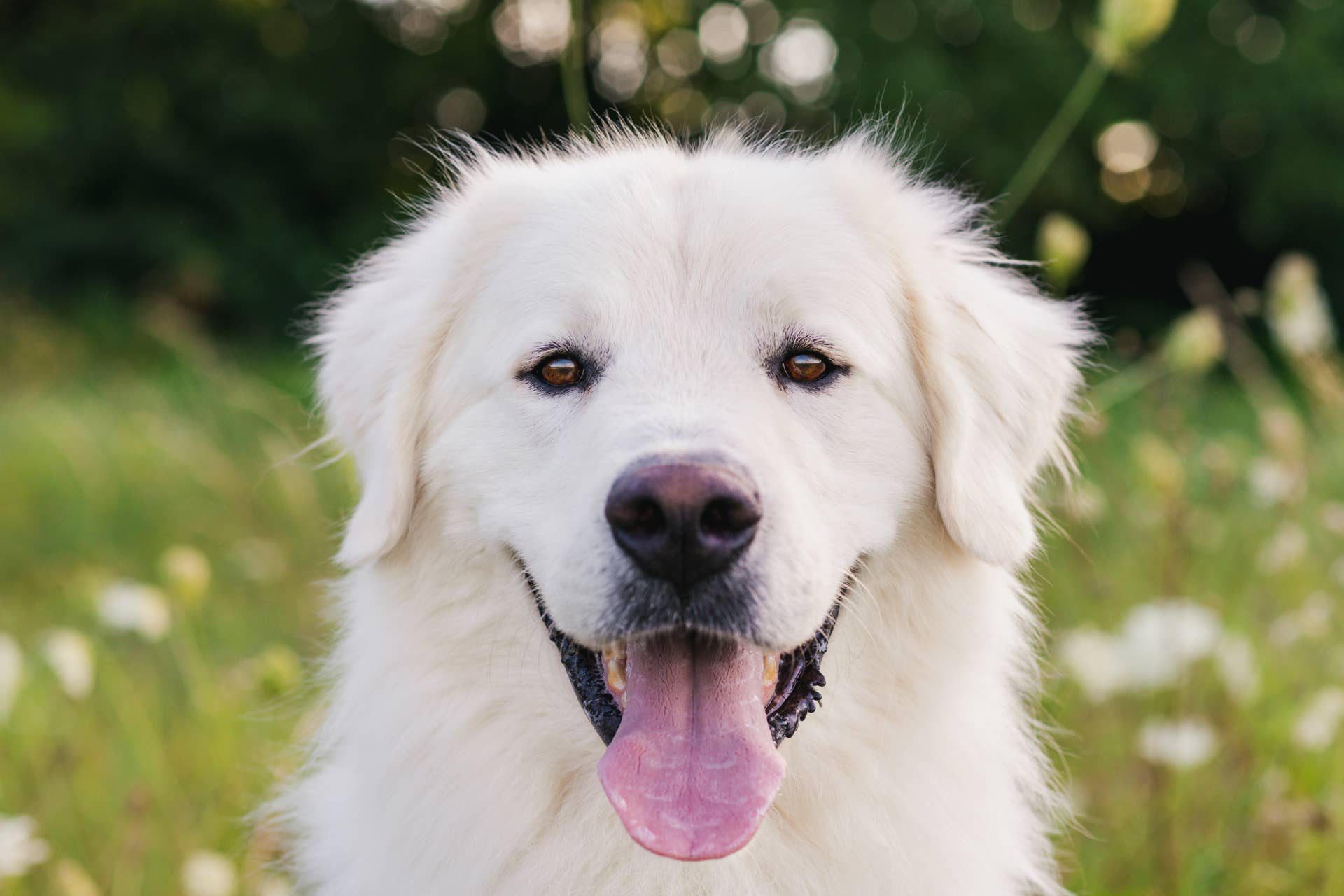 Senior Great Pyrenees Surrendered for Euthanasia Gets New Home - Paw Nation