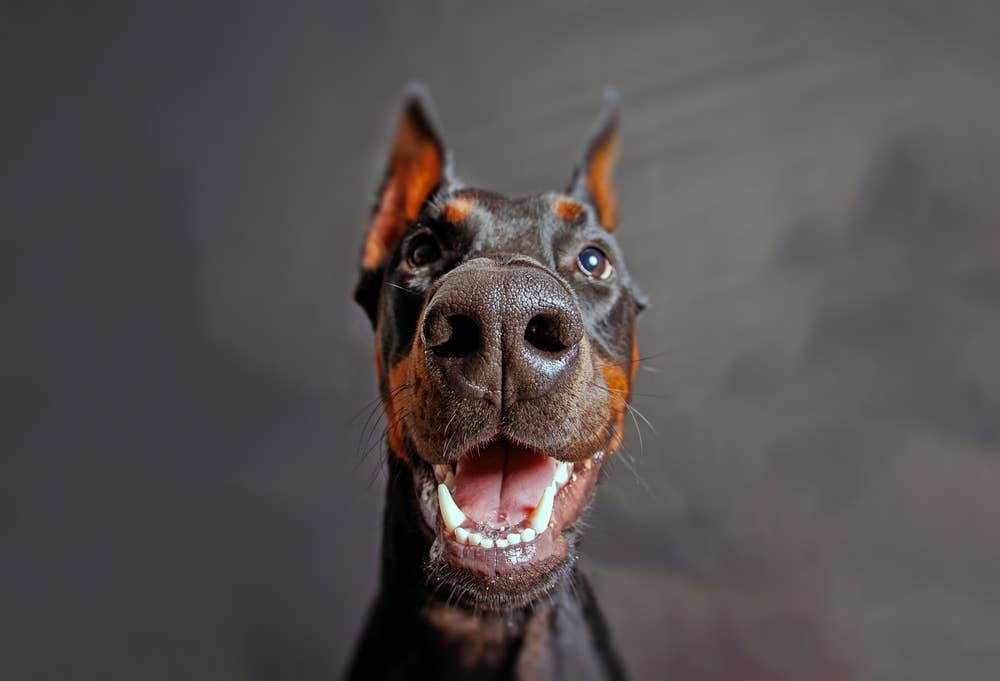snarling doberman images
