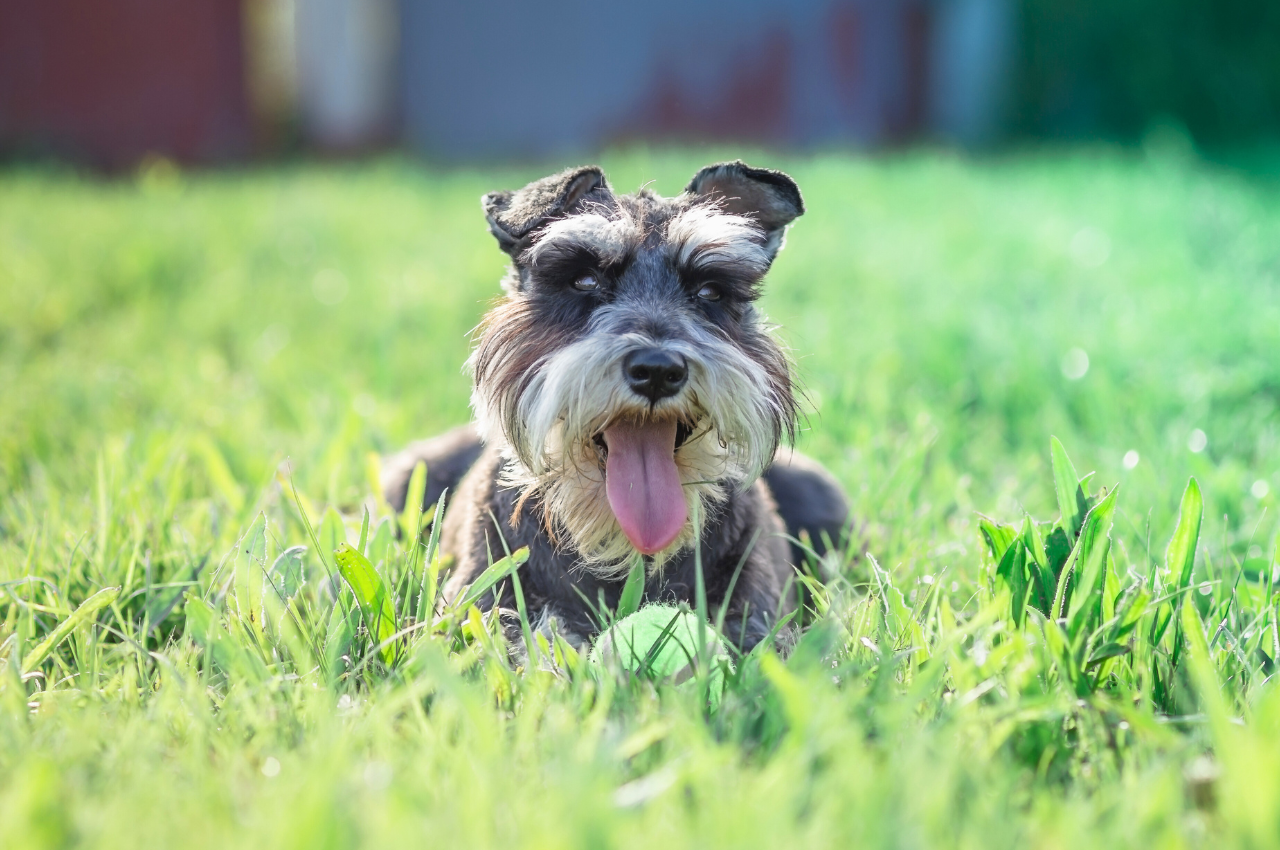 Illustration of Low Shedding Dogs For People With Allergies