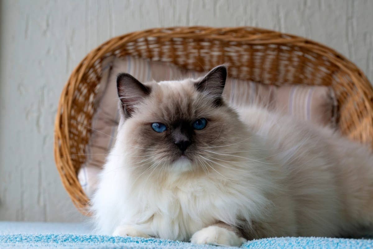 Angry-Looking Ragdoll Cat Trying To Show Affection Is Cracking Us Up ...